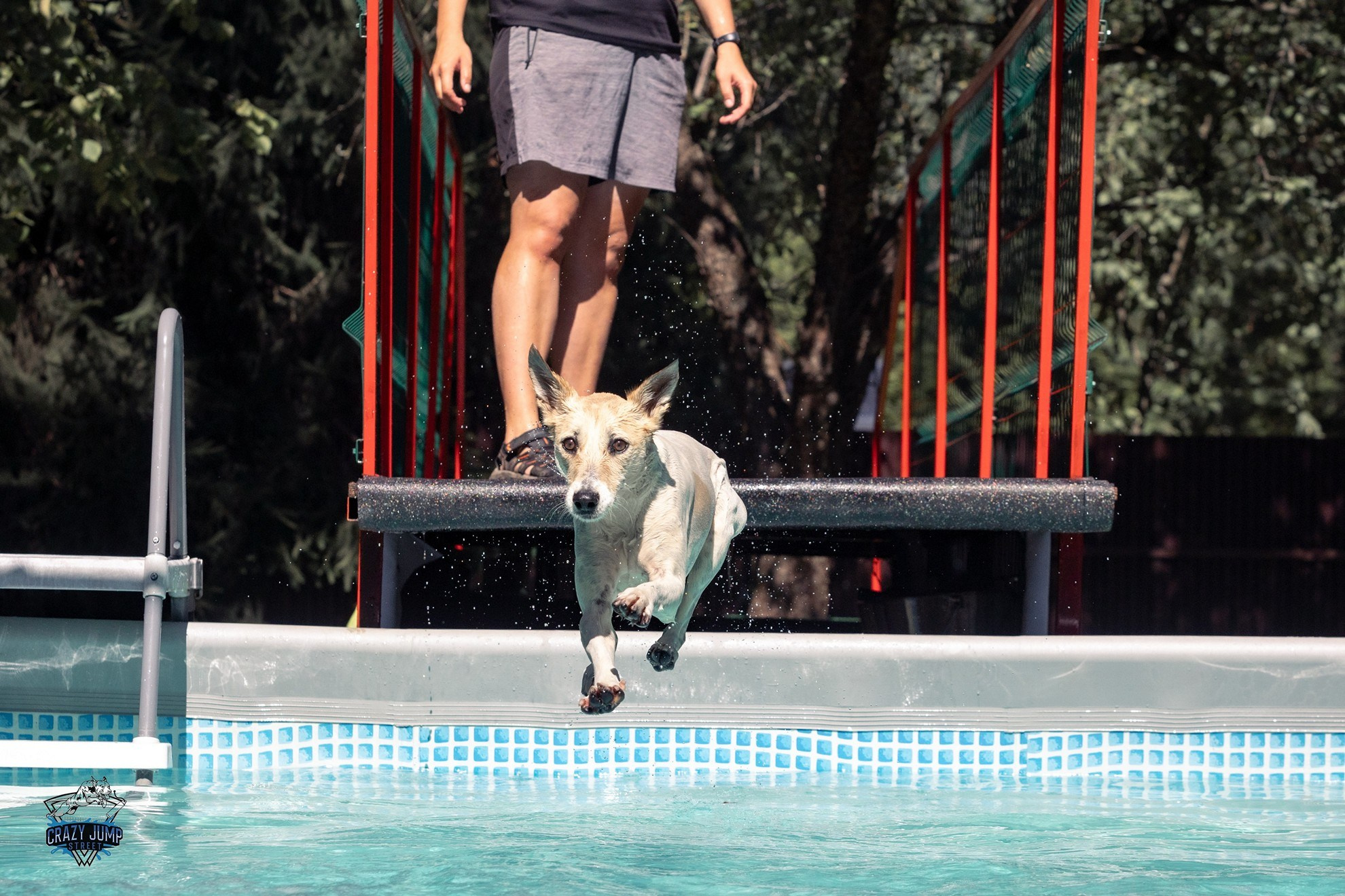 Собаки, спорт, Док дайвинг. Свадебный и репортажный фотограф в Москве и Московской области