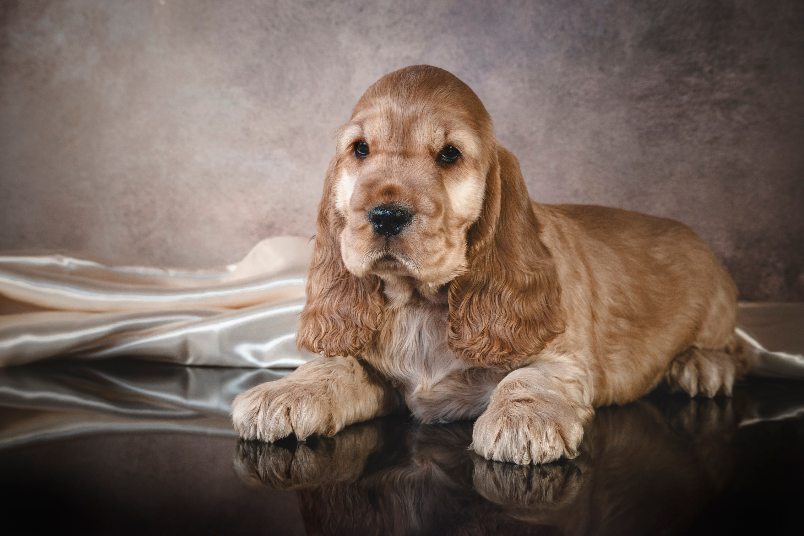 Щенки спаниеля. Фотограф анималист в Санкт-Петербурге Таша Крейв