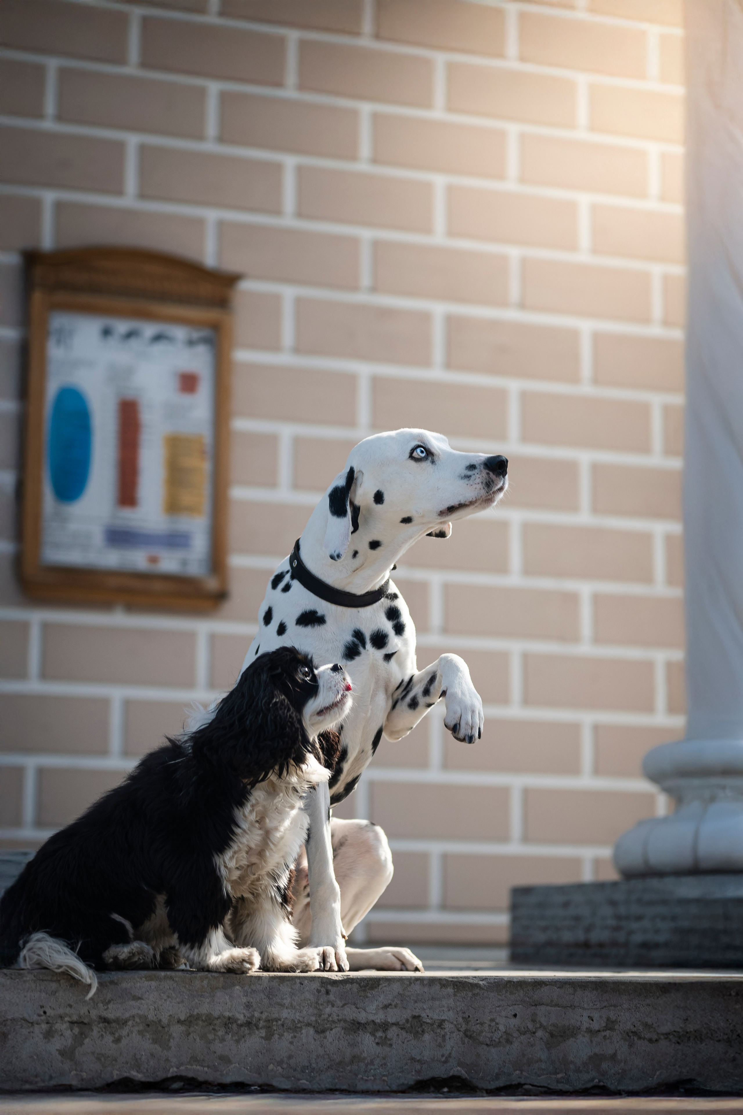 DOGIGO на прогулке. Фотограф анималист в Санкт-Петербурге Таша Крейв