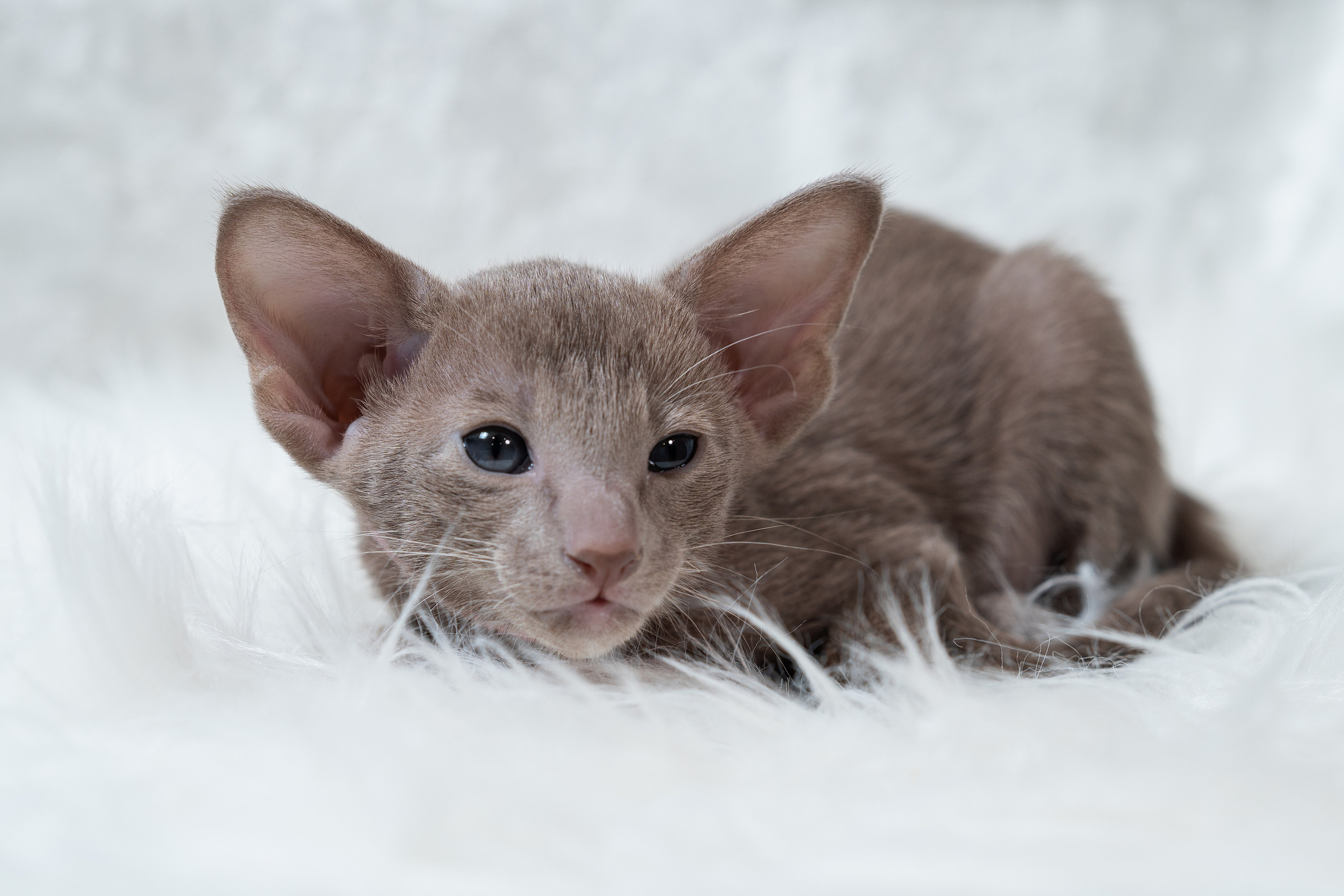 Заводчик Юлия Панова. Творческий фотограф Вологда
