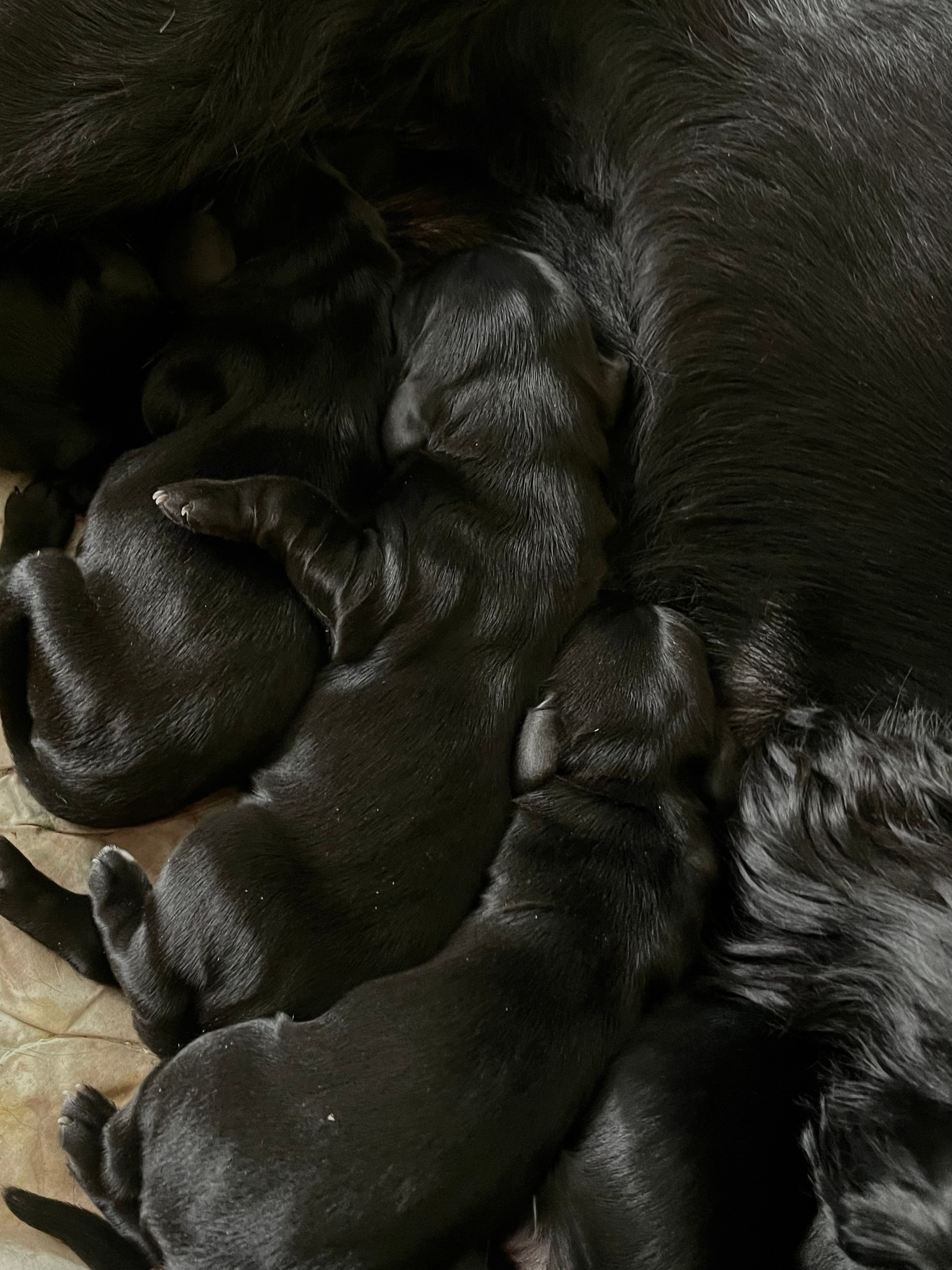 Щенята. Фотограф Никонова Софья