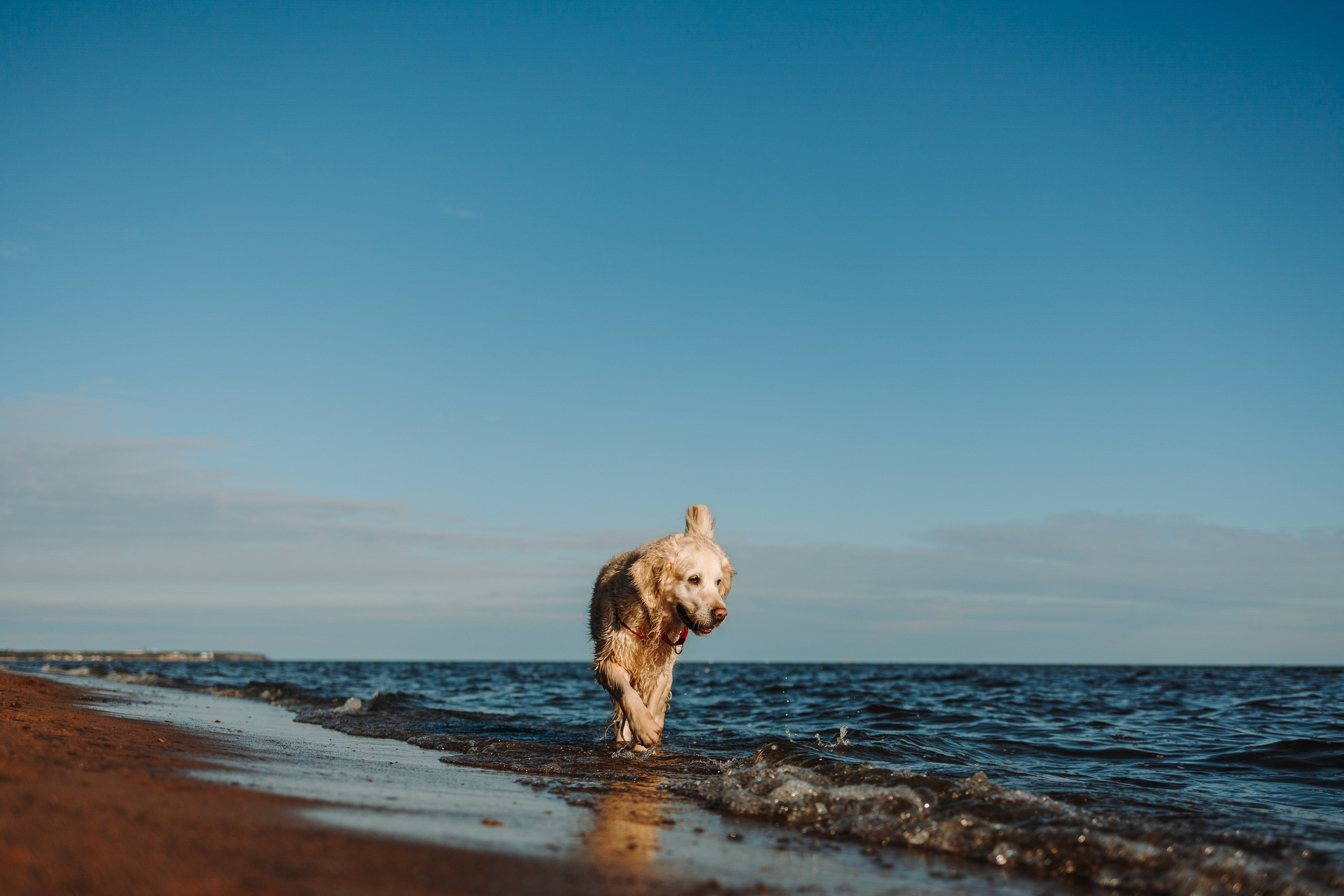 Катя и ее девочки. Фотограф — Анималист | Санкт-Петербург