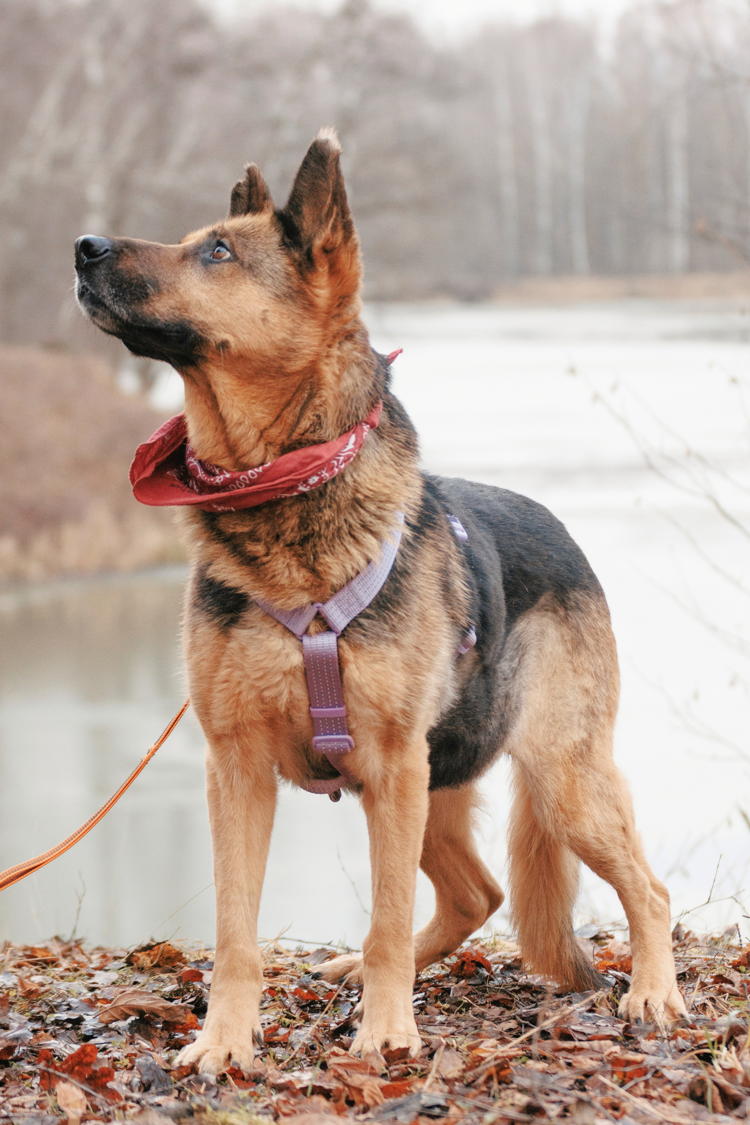 В поисках дома. Стас Соболь, фотограф анималист, репортажник, Москва
