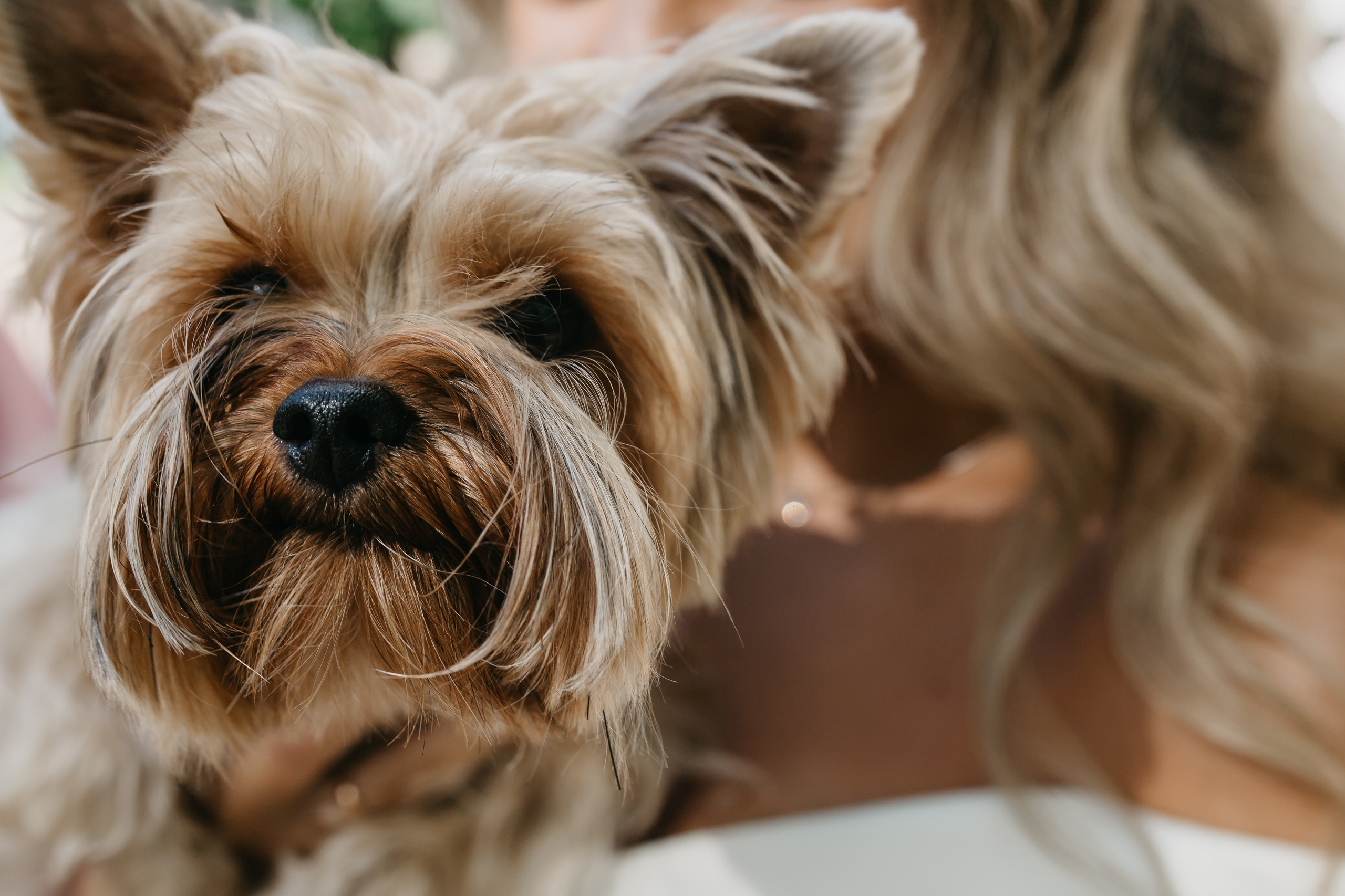 Евгений и Даша. Свадебный фотограф в Санкт-Петербурге Игорь Бабенко