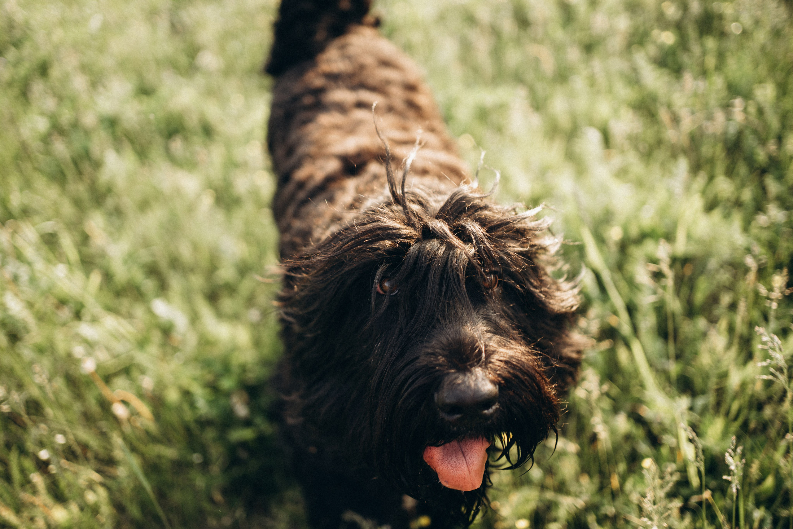 Лариса, Кира и Грэйс. Фотограф-анималист Анастасия Большакова