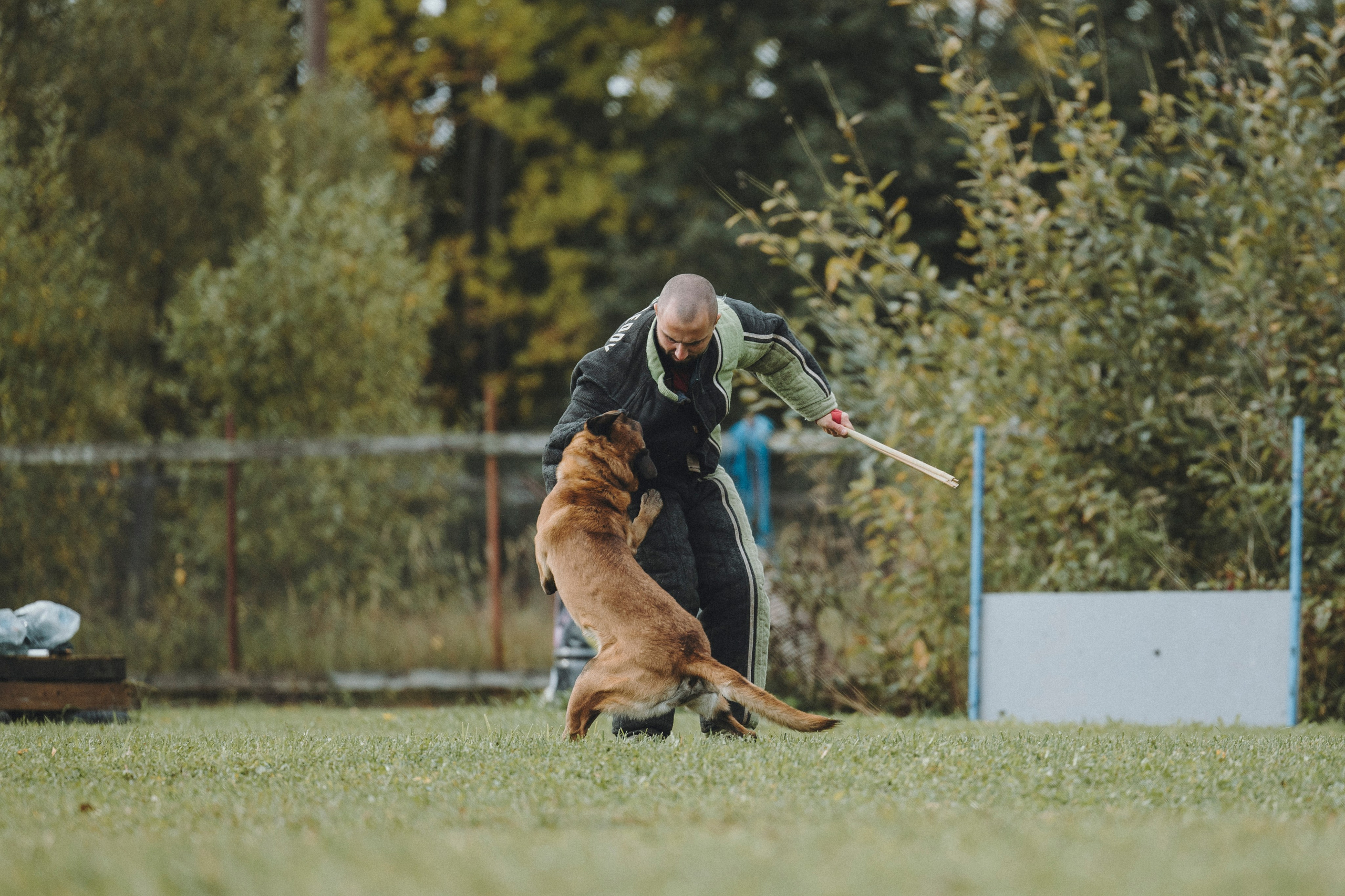 Испытания по мондьорингу г. Пушкин 29.09.2024. Фотограф-анималист Анна Маринич