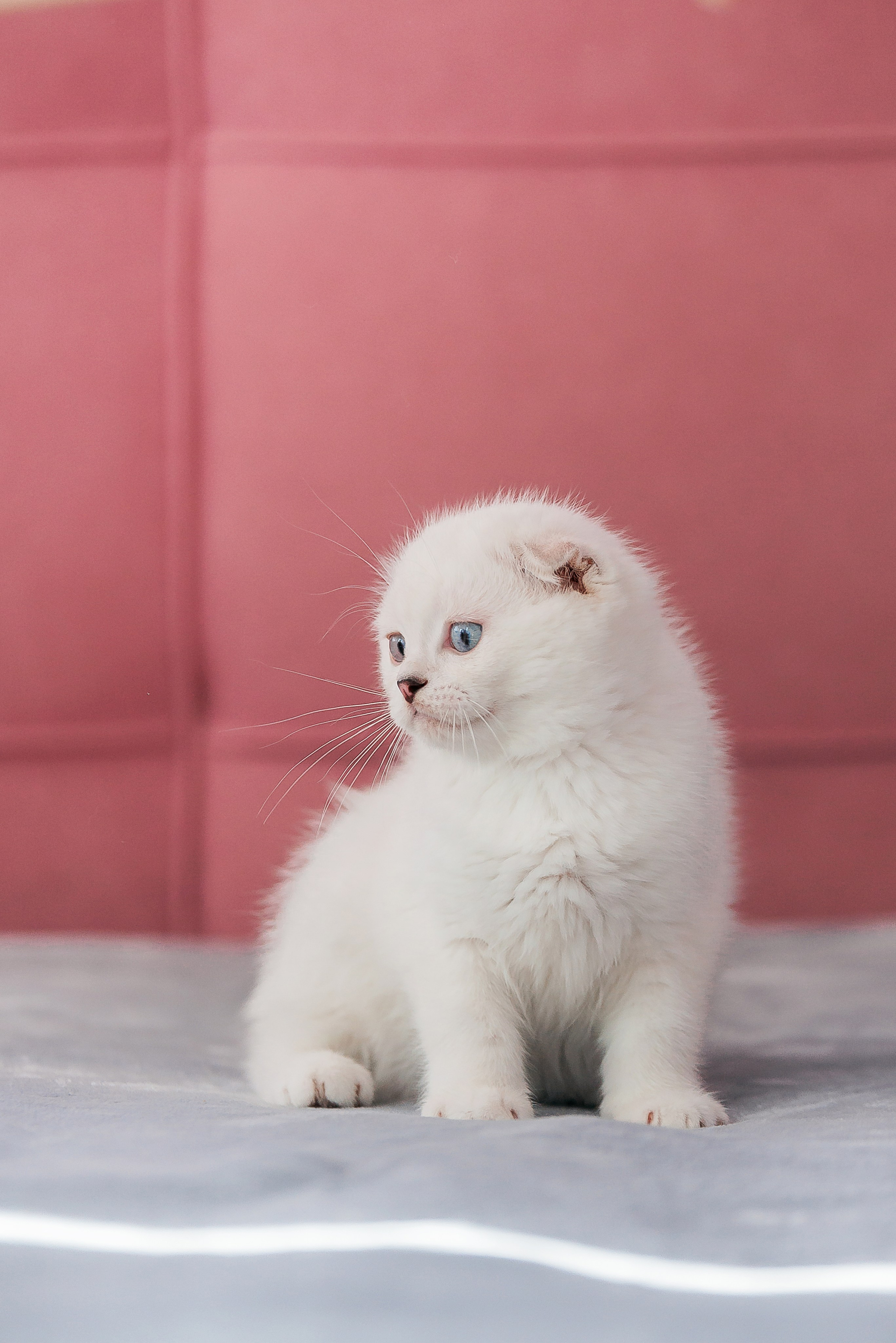 Питомец в кадре. Фотограф-анималист Анастасия Парфенова|Екатеринбург