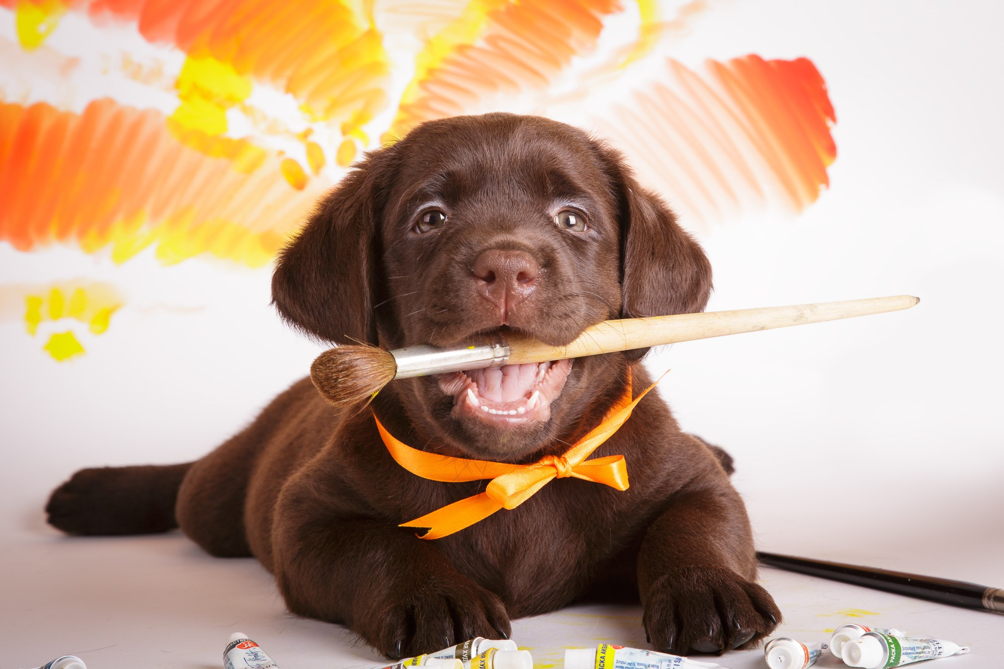 Фотосъёмки щенков. Фотограф-анималист Natalia Deingel | Фотосъемка собак в Москве