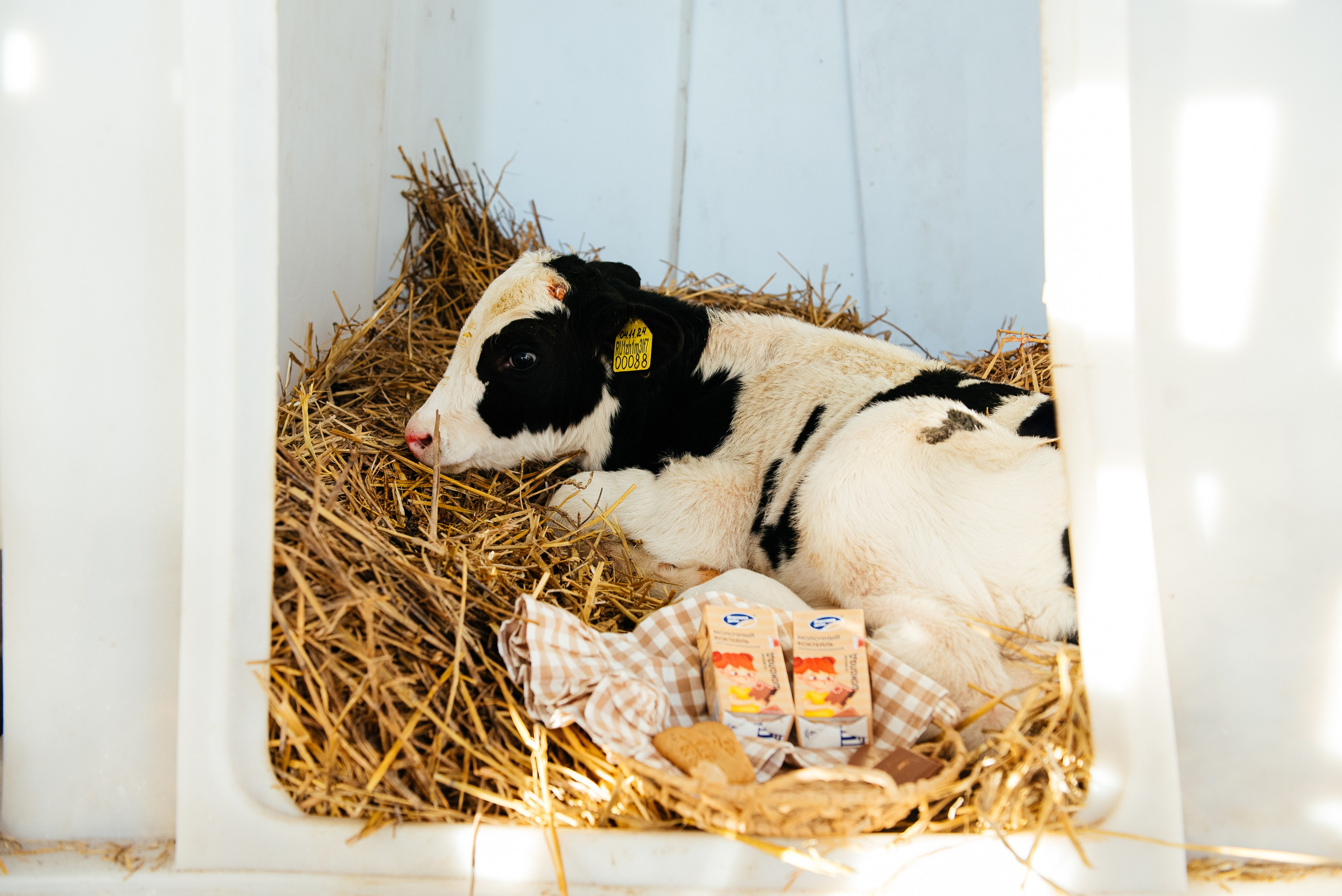 Хорошее дело I Дубенки. Фотограф в Республике Мордовия София Сержантова