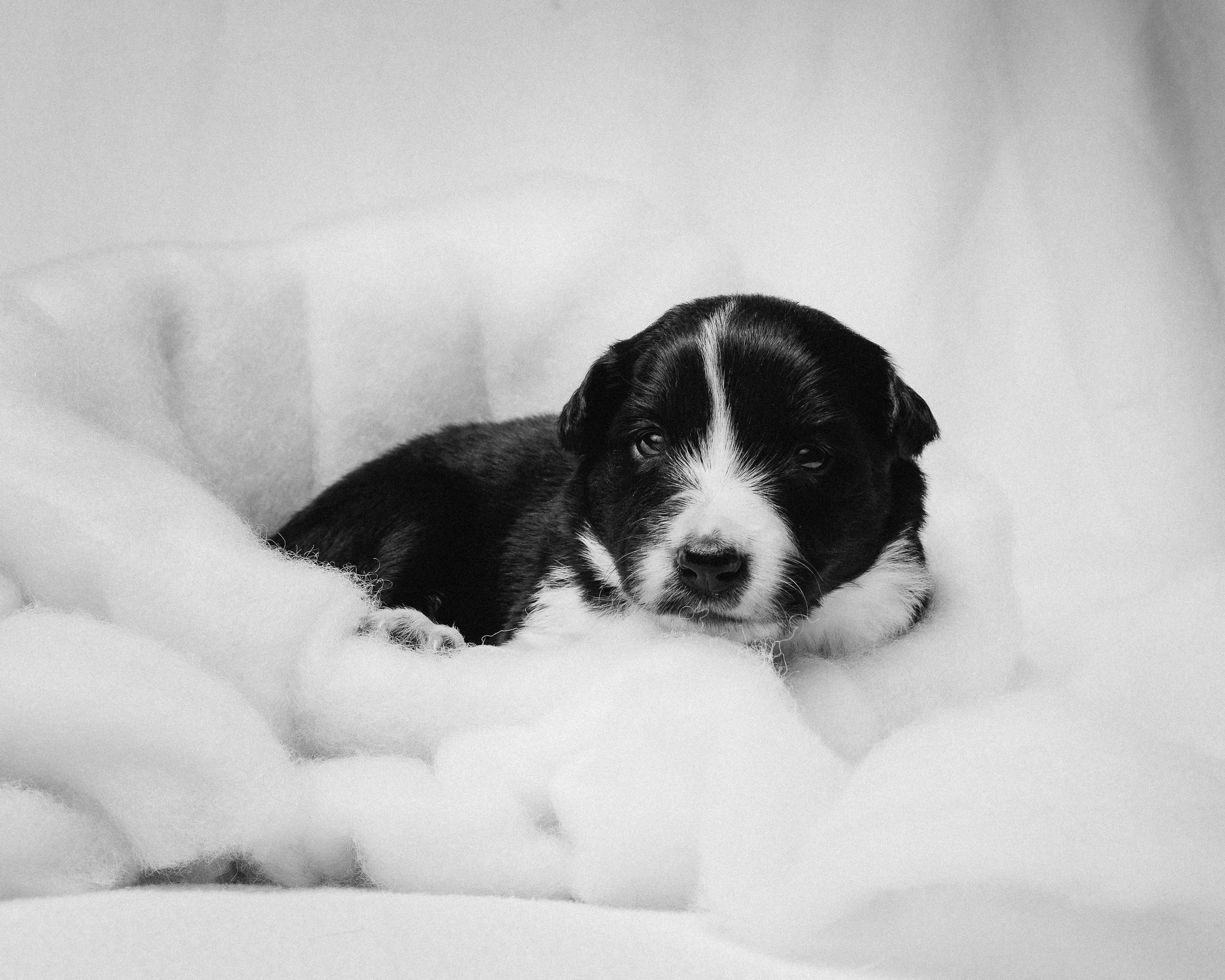 Щенки. Портретный и семейный фотограф в Перми Лена Лоза. Портрет для бизнеса