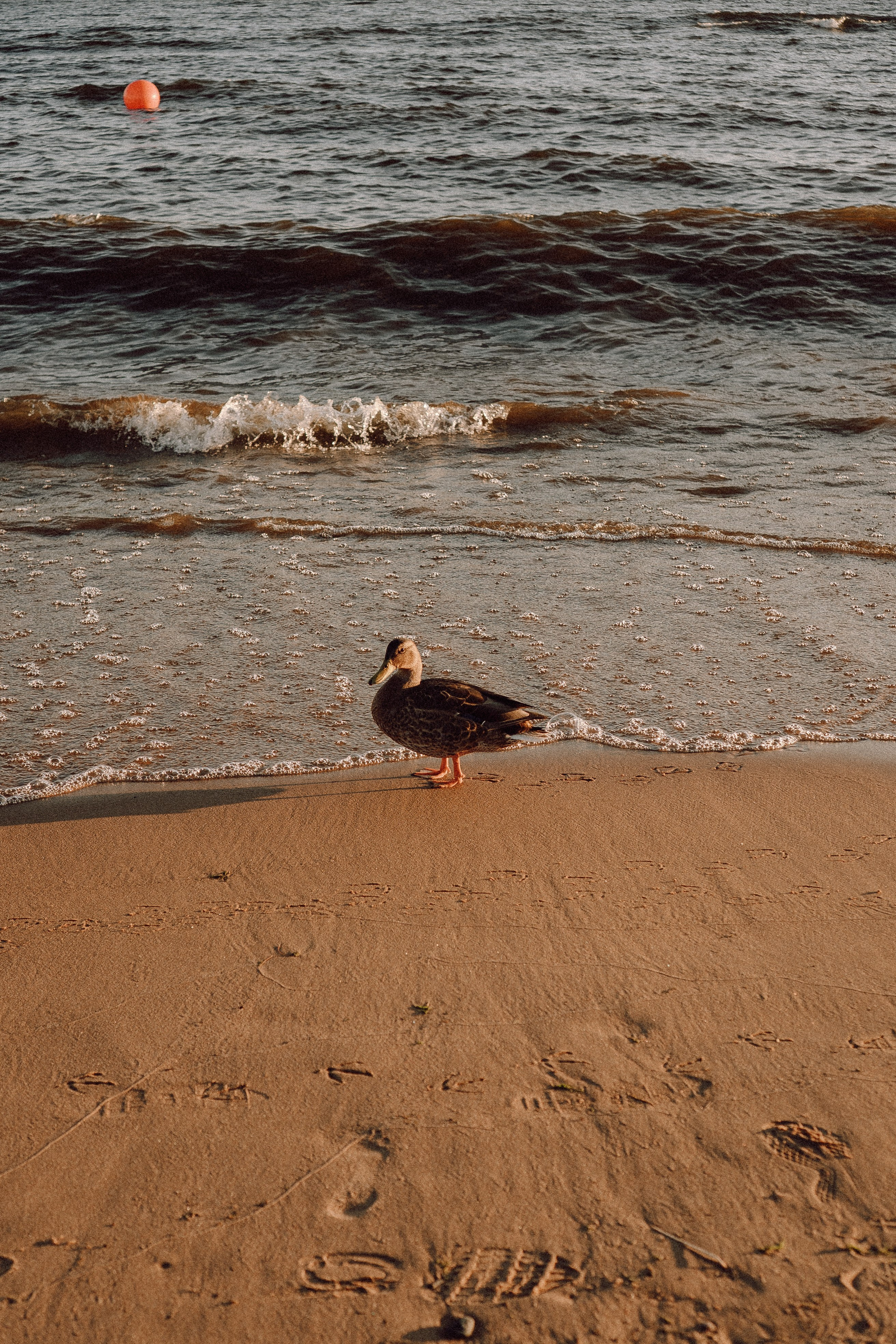 РОМАНТИКА ФИНСКОГО ЗАЛИВА. Профессиональный фотограф, Санкт-Петербург — Виктория Богомолова