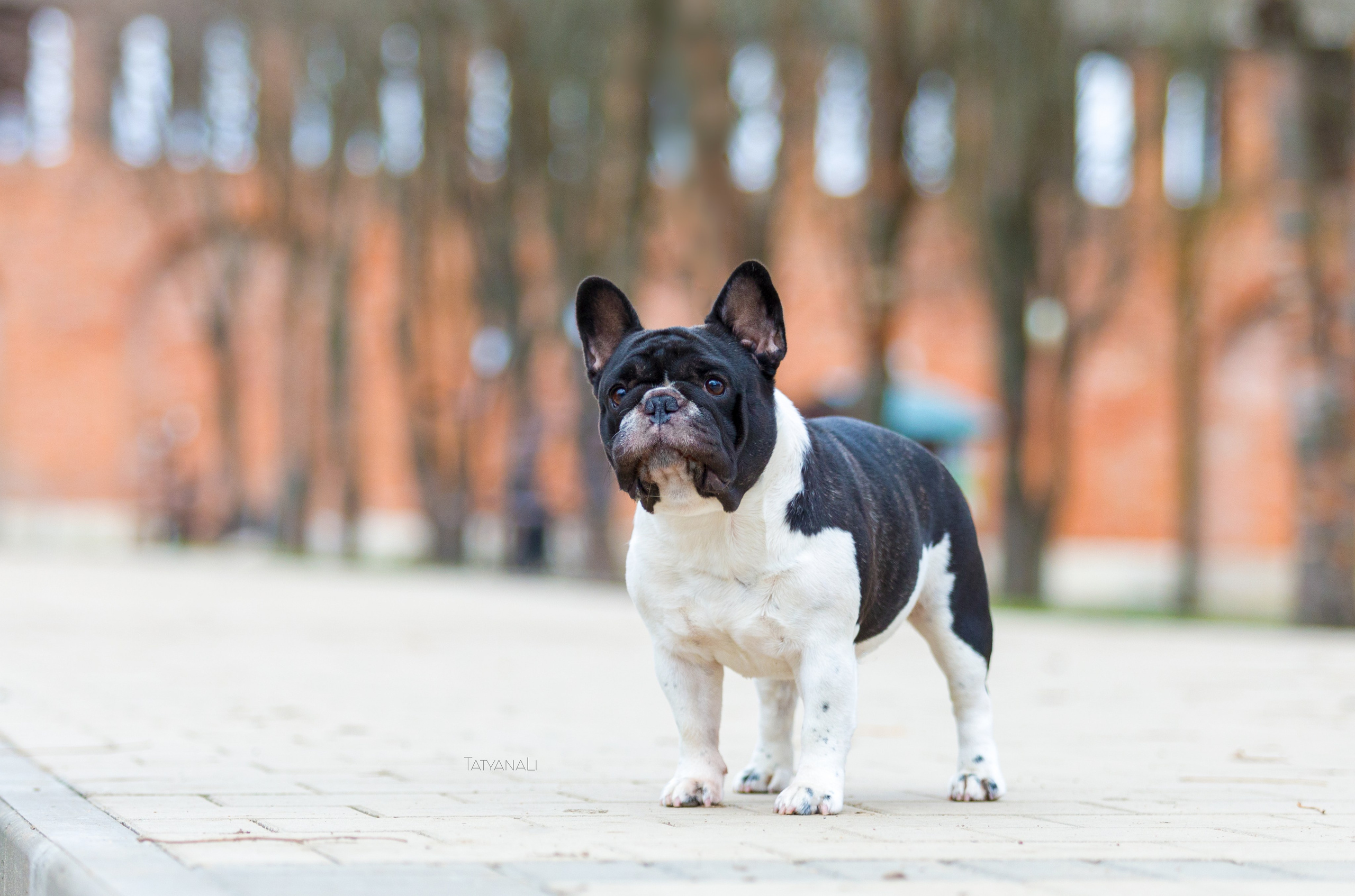 Французкий бульдог. Фотограф — анималист Татьяна Ли