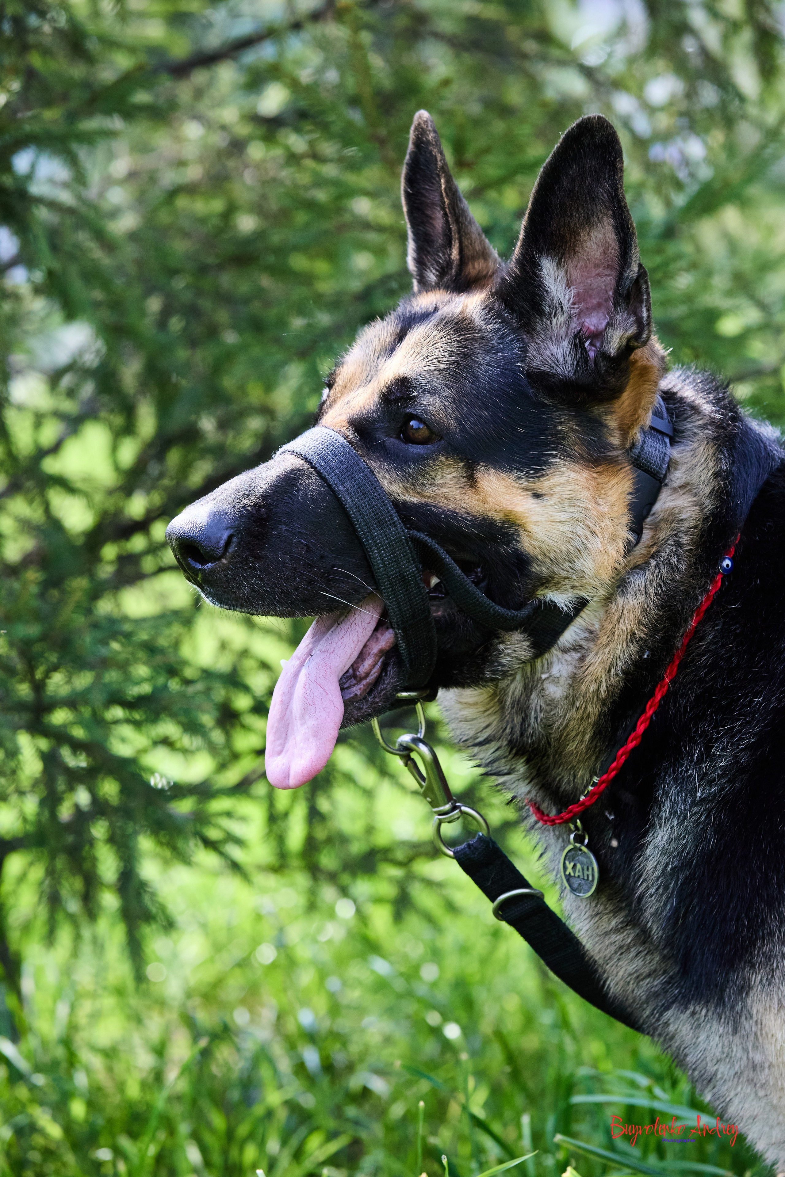 Проект фотопрогулка с хвостиком. Buyvolenko Andrey