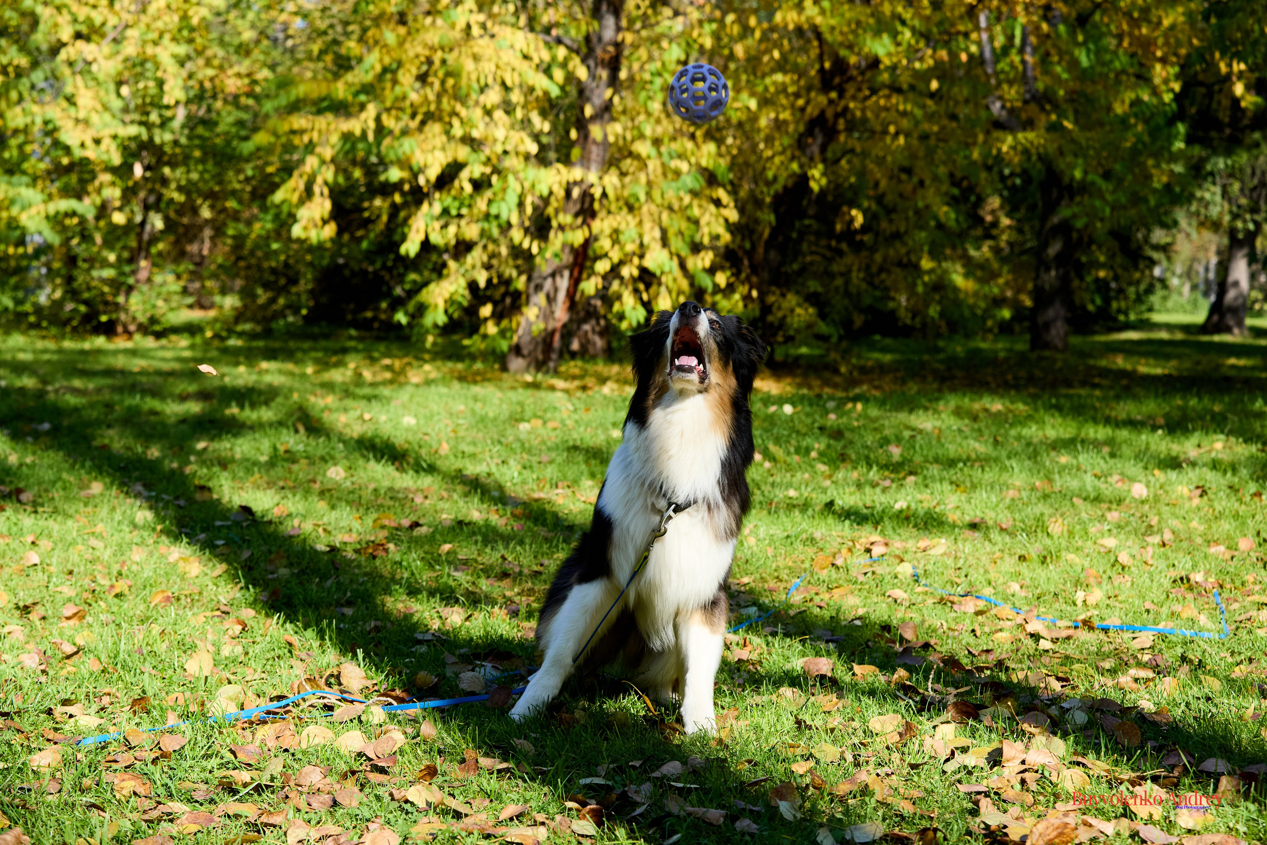 Басенджи и Аусси 21.09.2025. Buyvolenko Andrey