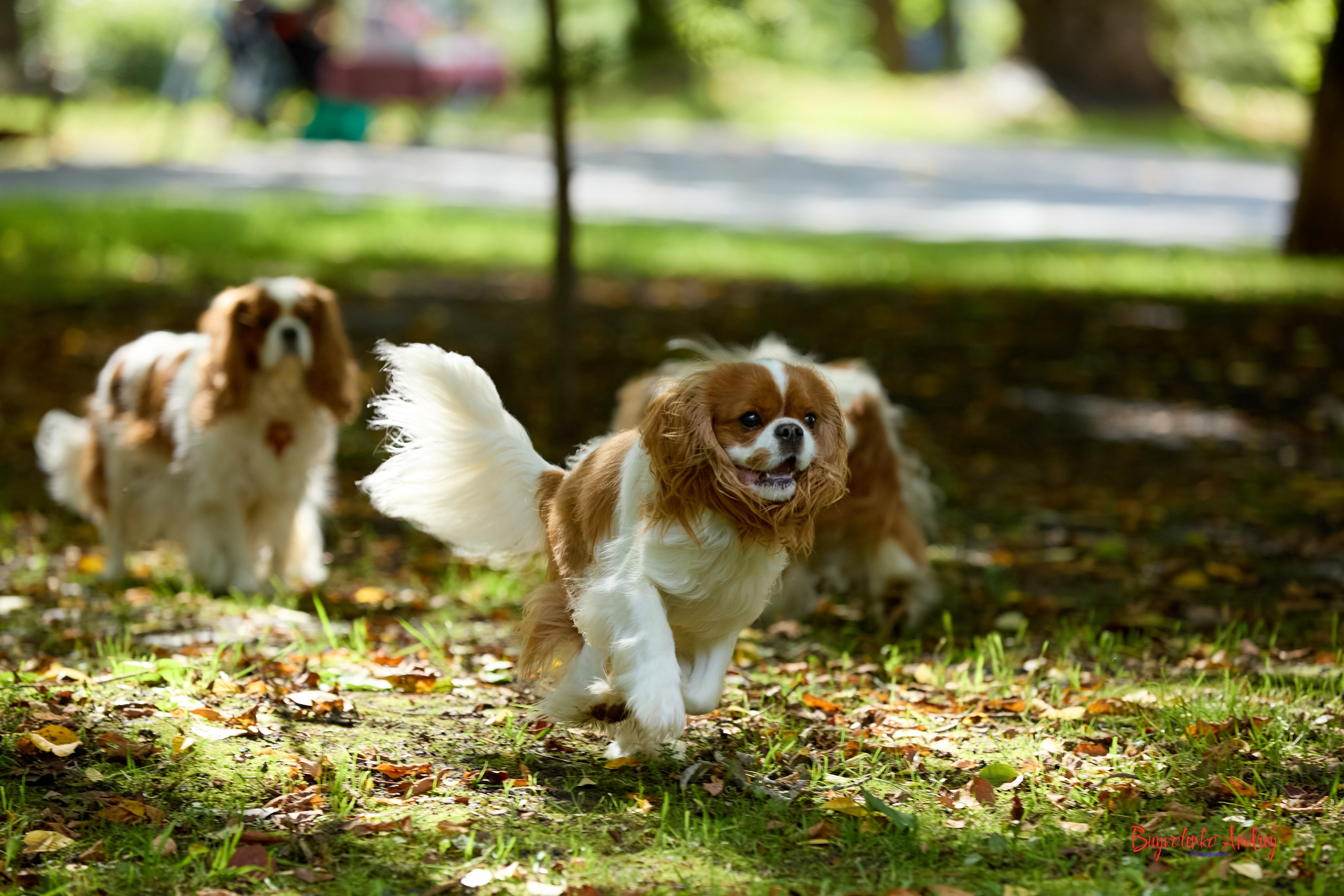 Фотопрогулка с кавалерами. Buyvolenko Andrey