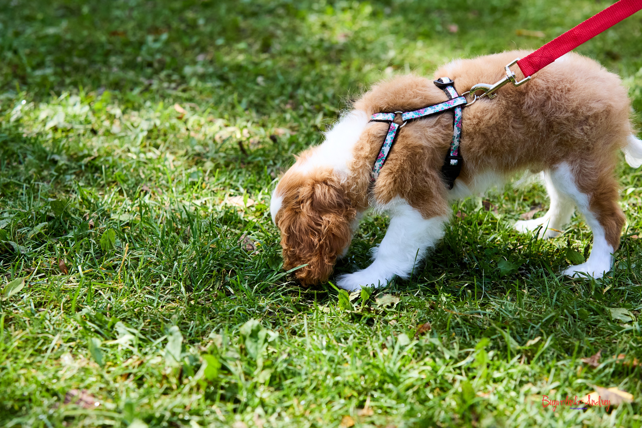 Фотопрогулка с кавалерами. Buyvolenko Andrey