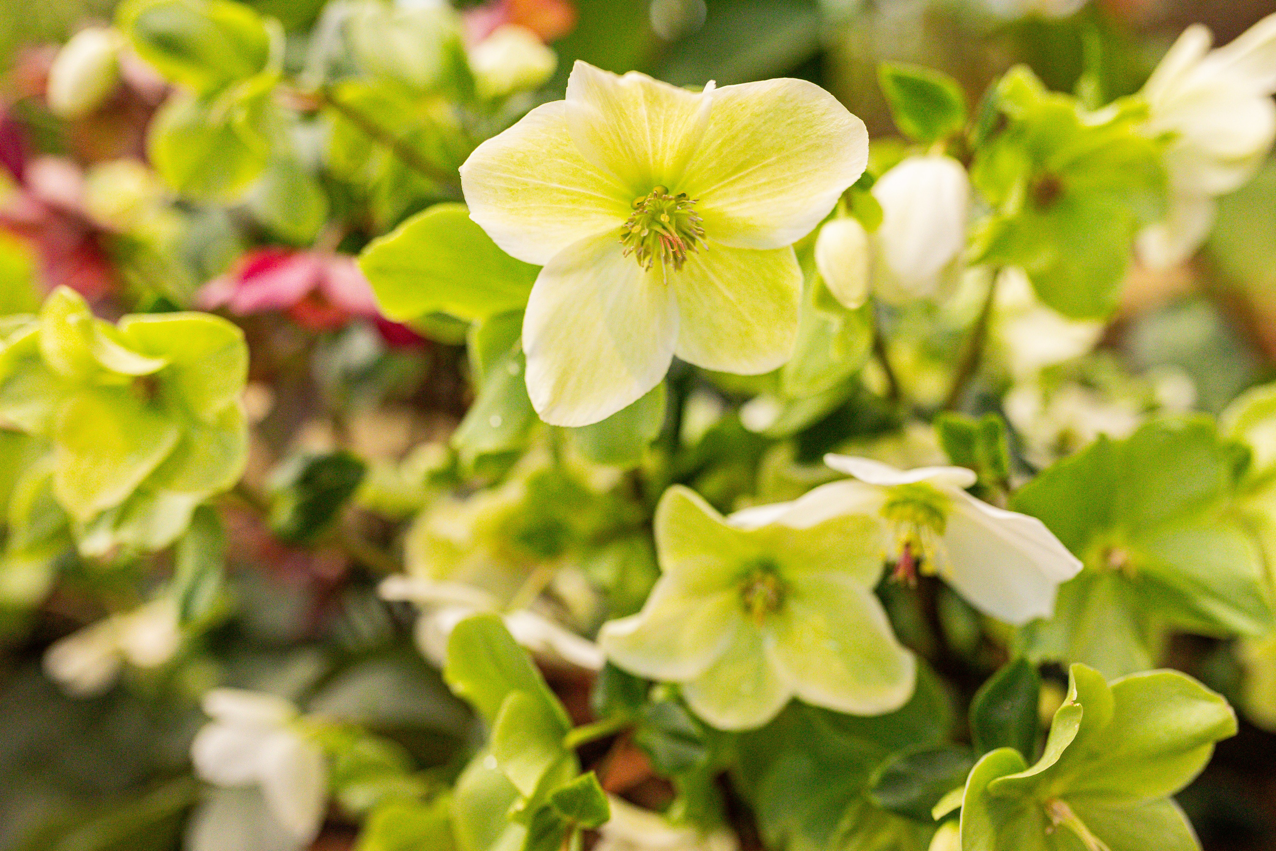 Аптекарский огород МГУ. Китай. Александра Куликова фотограф, Москва