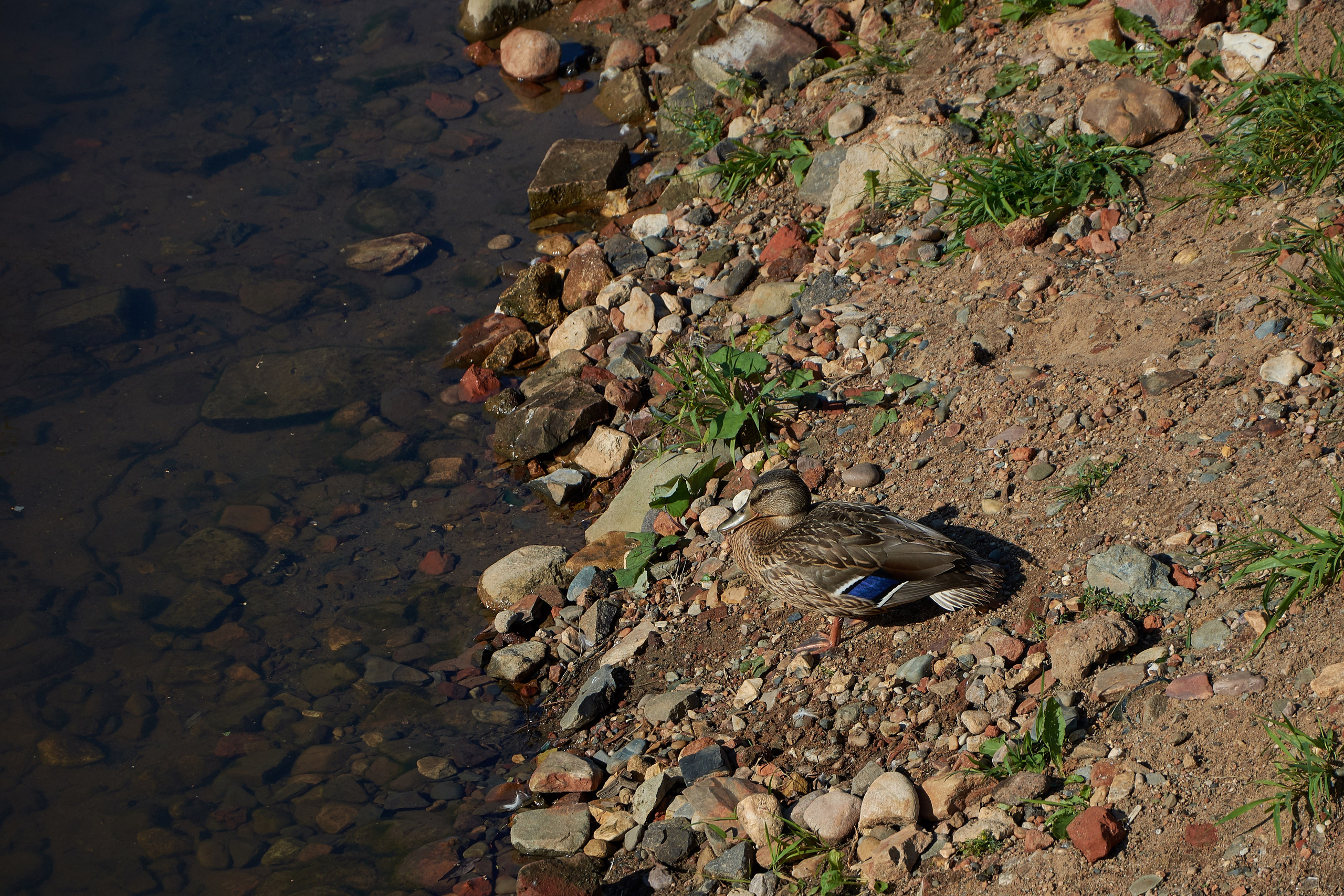 Нерехта — музей под открытым небом. Ольга Чёкотова (Фотограф Кострома)