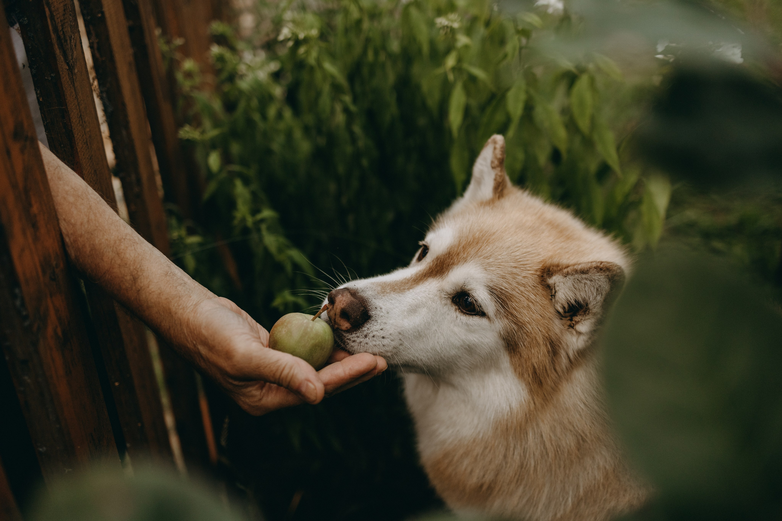 Дом у реки. Фотограф — Анималист | Санкт-Петербург