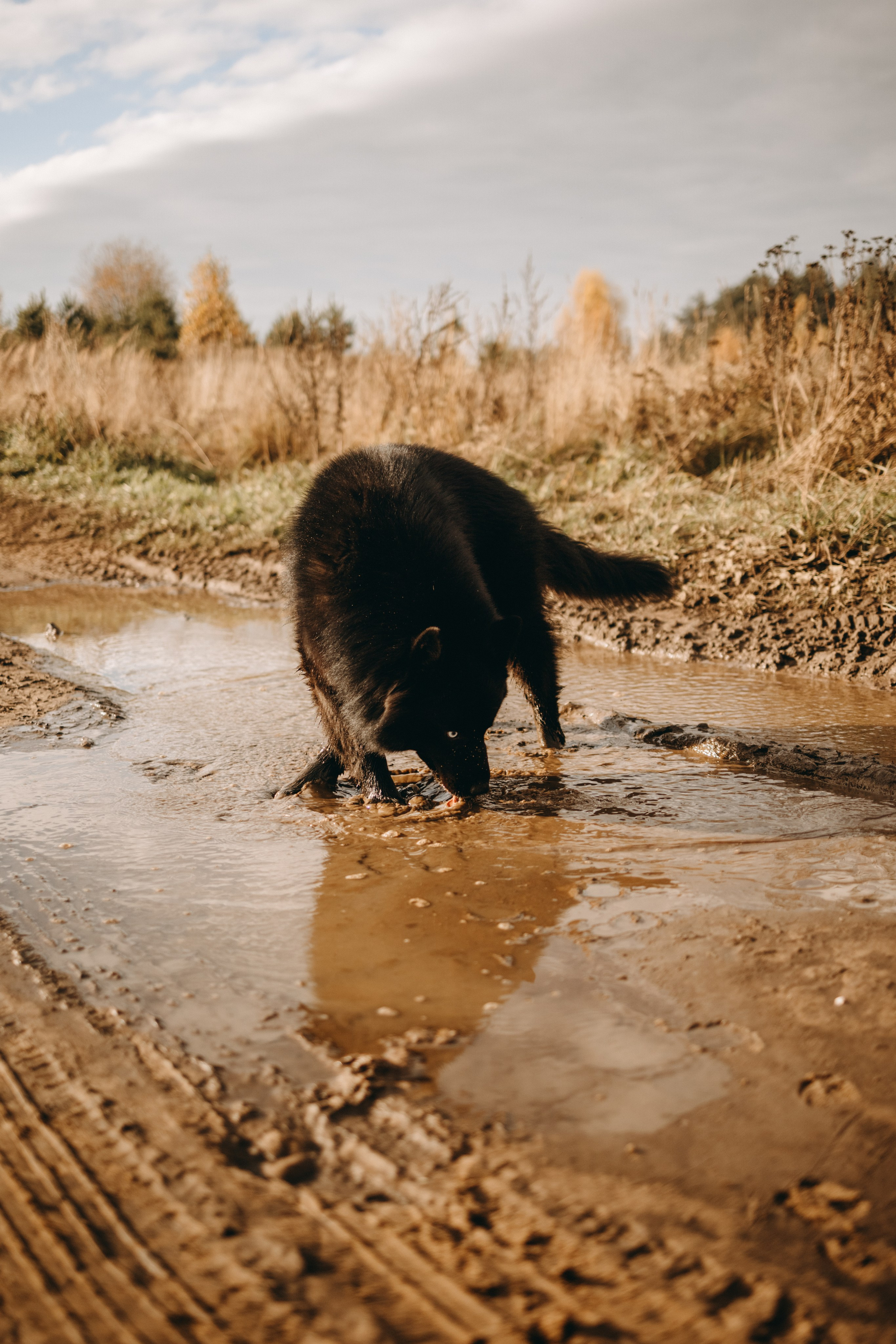 Лора и Джанго. Фотограф — Анималист | Санкт-Петербург