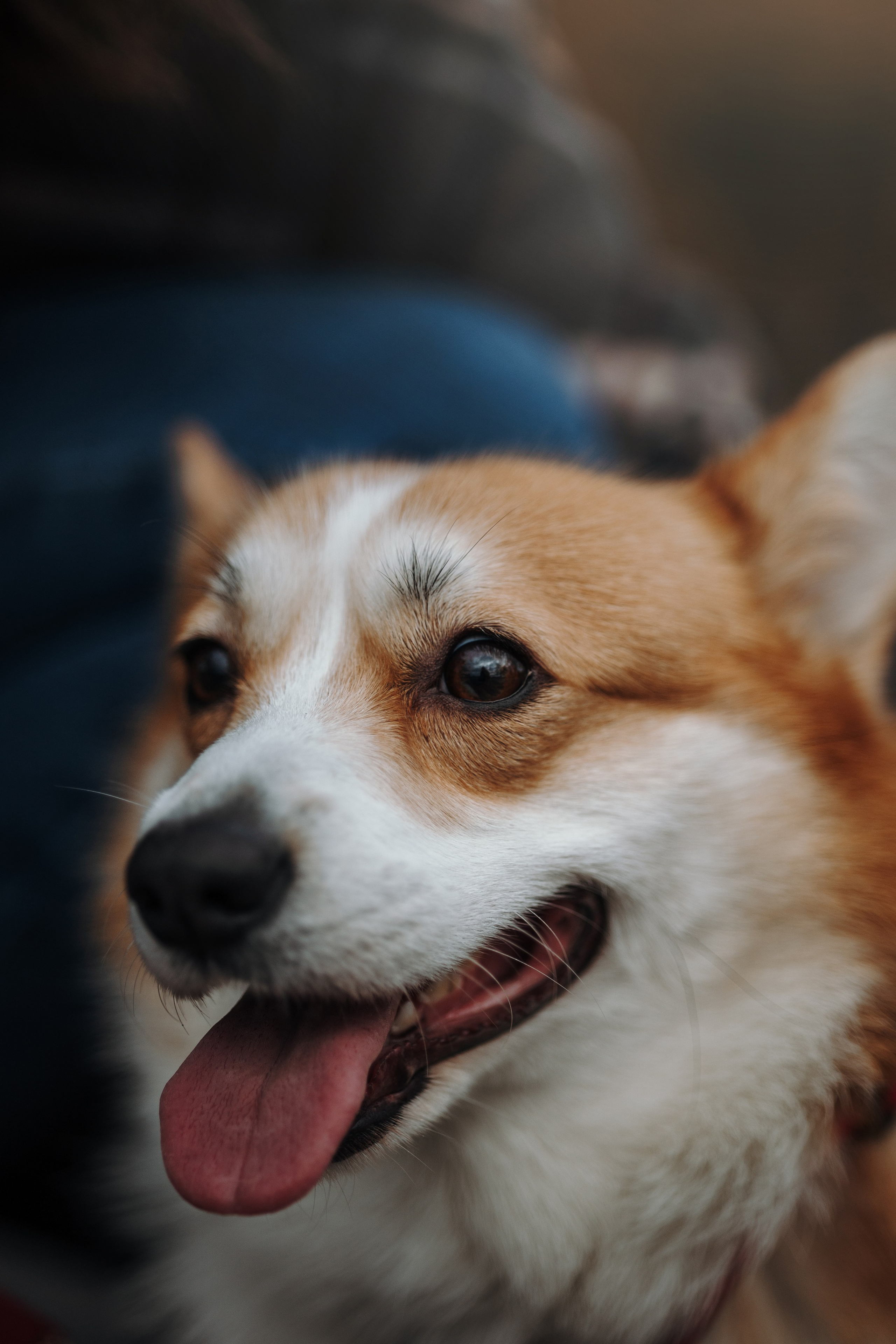 Юля и Терри. Фотограф — Анималист | Санкт-Петербург