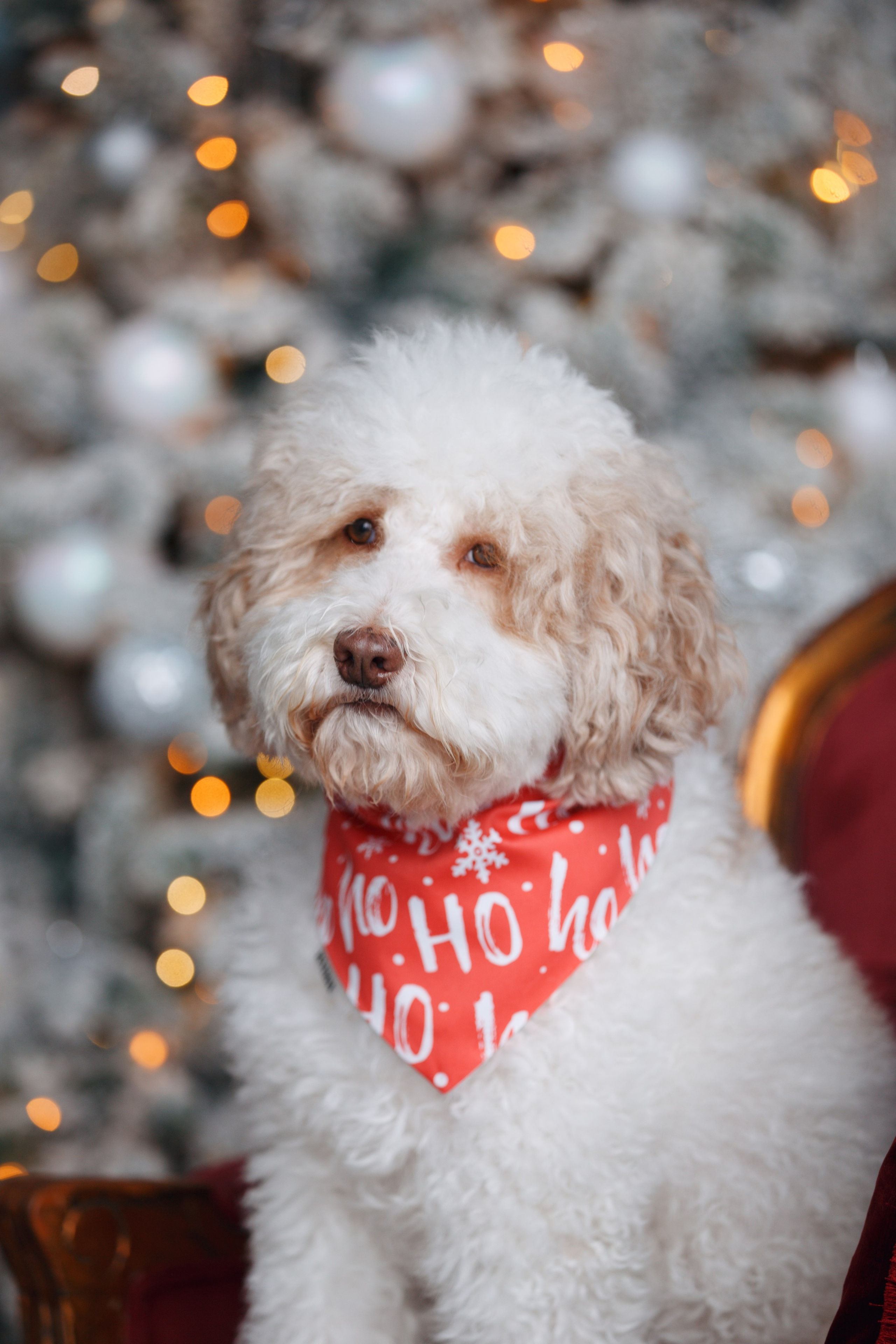 Bmbh лежанки и адресники. Фотограф анималист Кристина Карпова, Москва