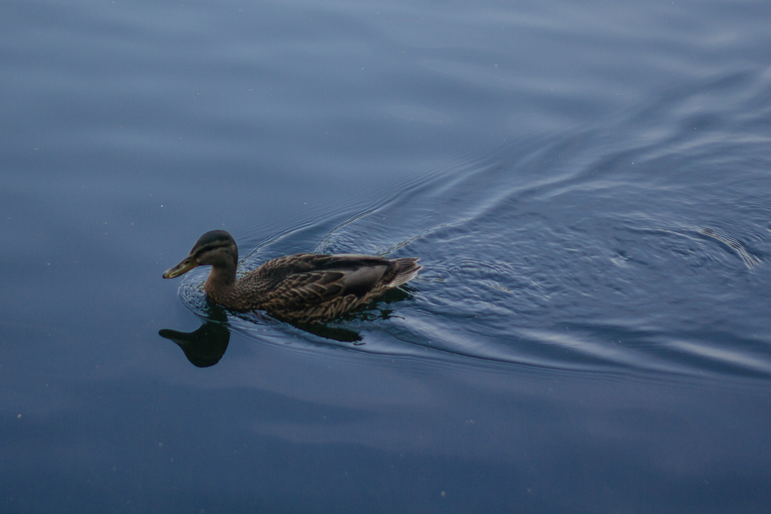 Танзиля, Измайловский парк. Фотограф / видеограф в Москве и Сочи Sofia Riversong