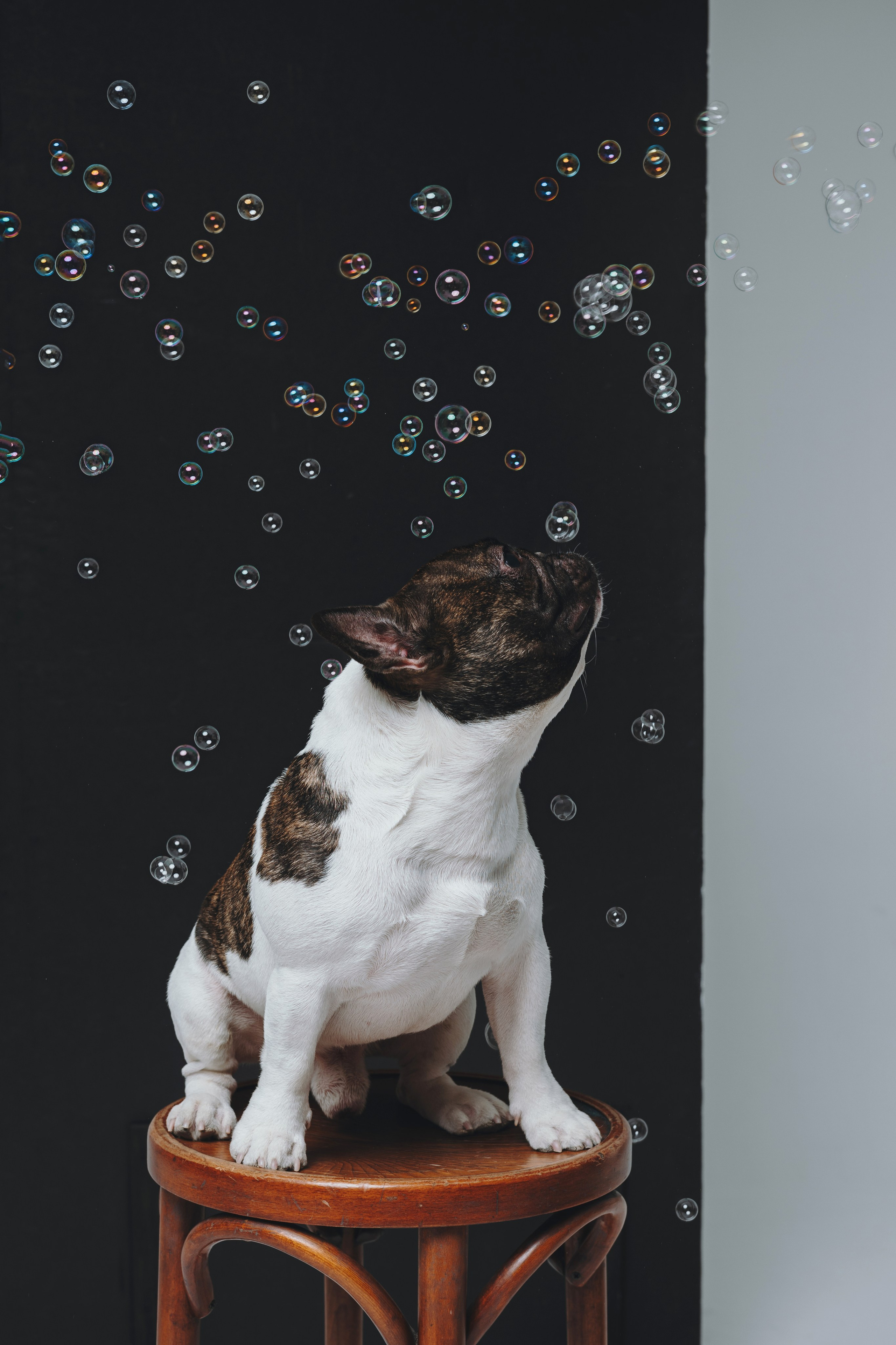 Анна, Юля, грогу и Винс. Фотограф — анималист Владивосток, Алина