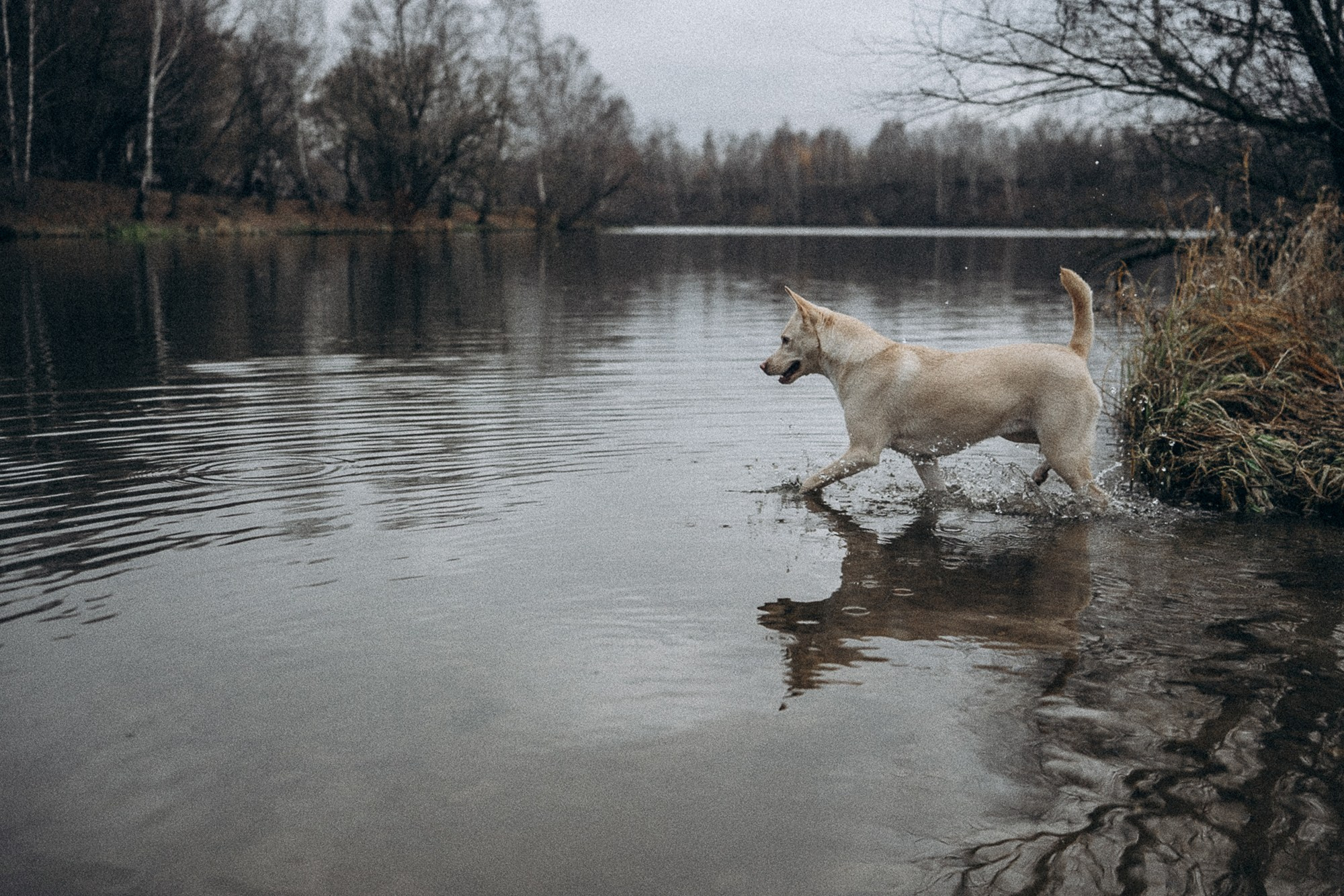 Туся. Фотограф анималист в Москве и Санкт-Петербурге Свиридова Анна