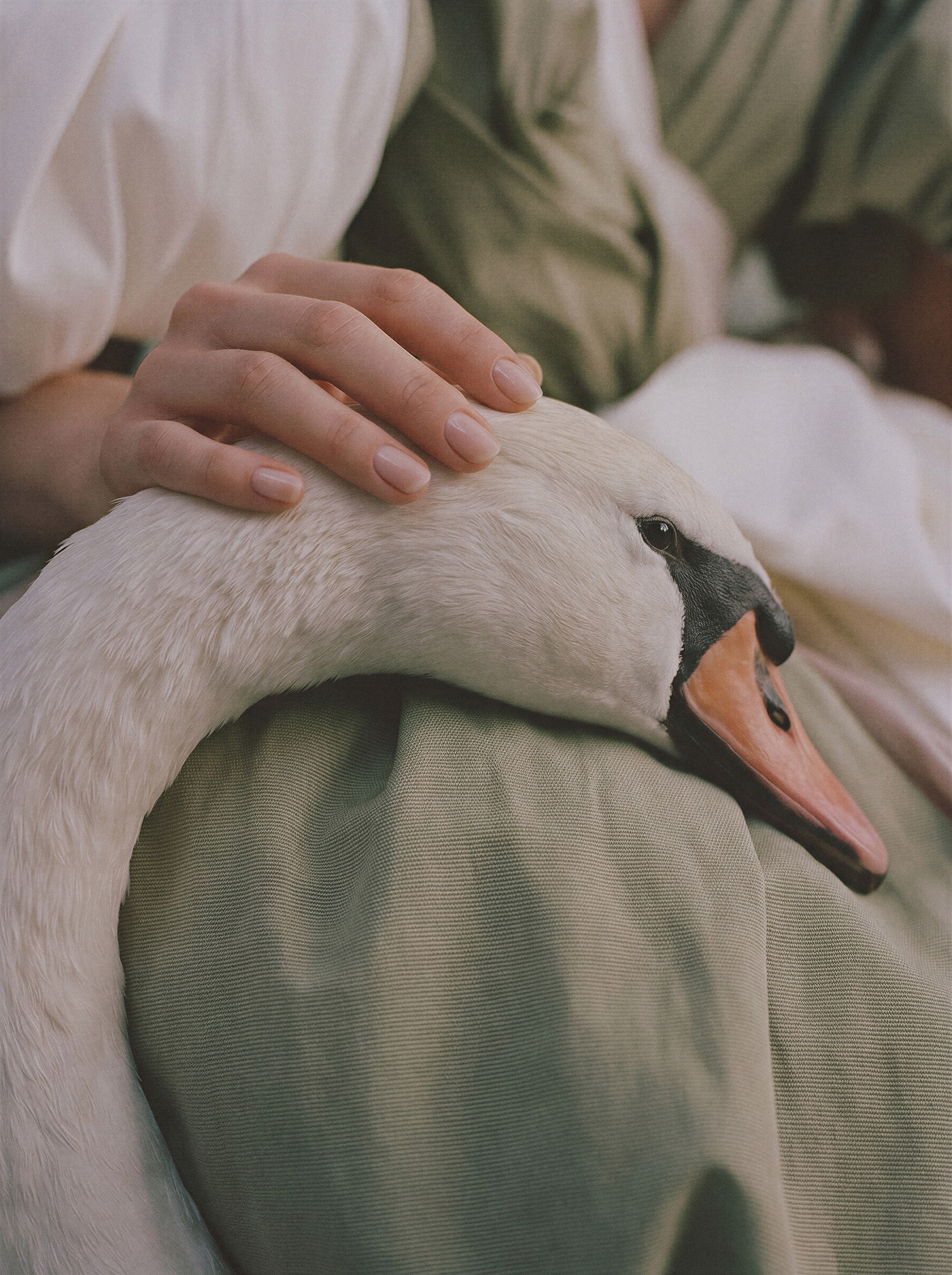 The Swan. Kate Blokhina Retoucher