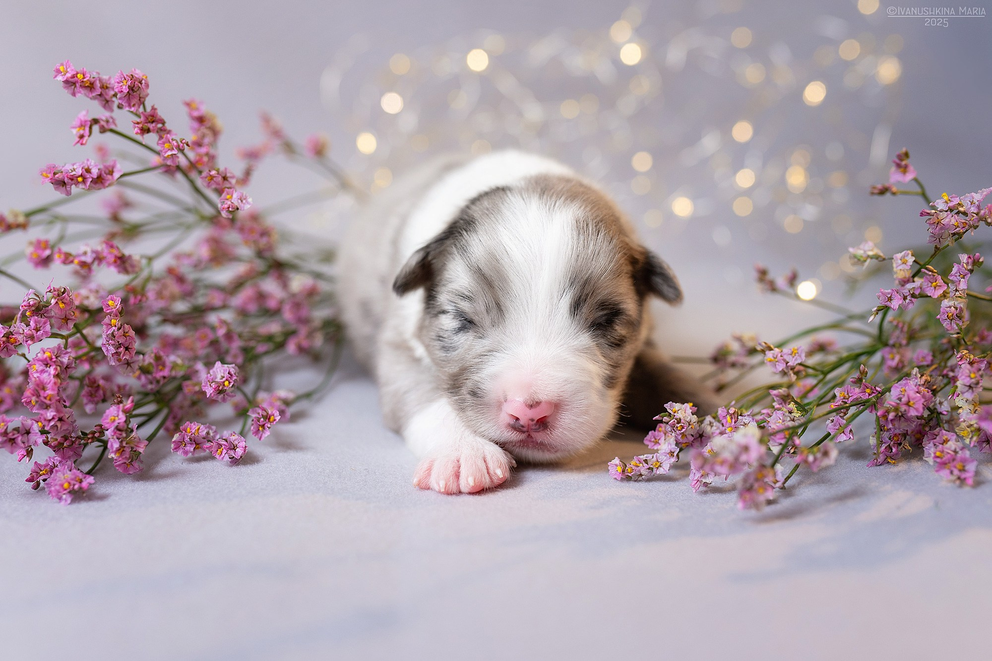 Ньюборн фотосессия щенков. Фотограф собак в Москве и Московской области Иванушкина Мария