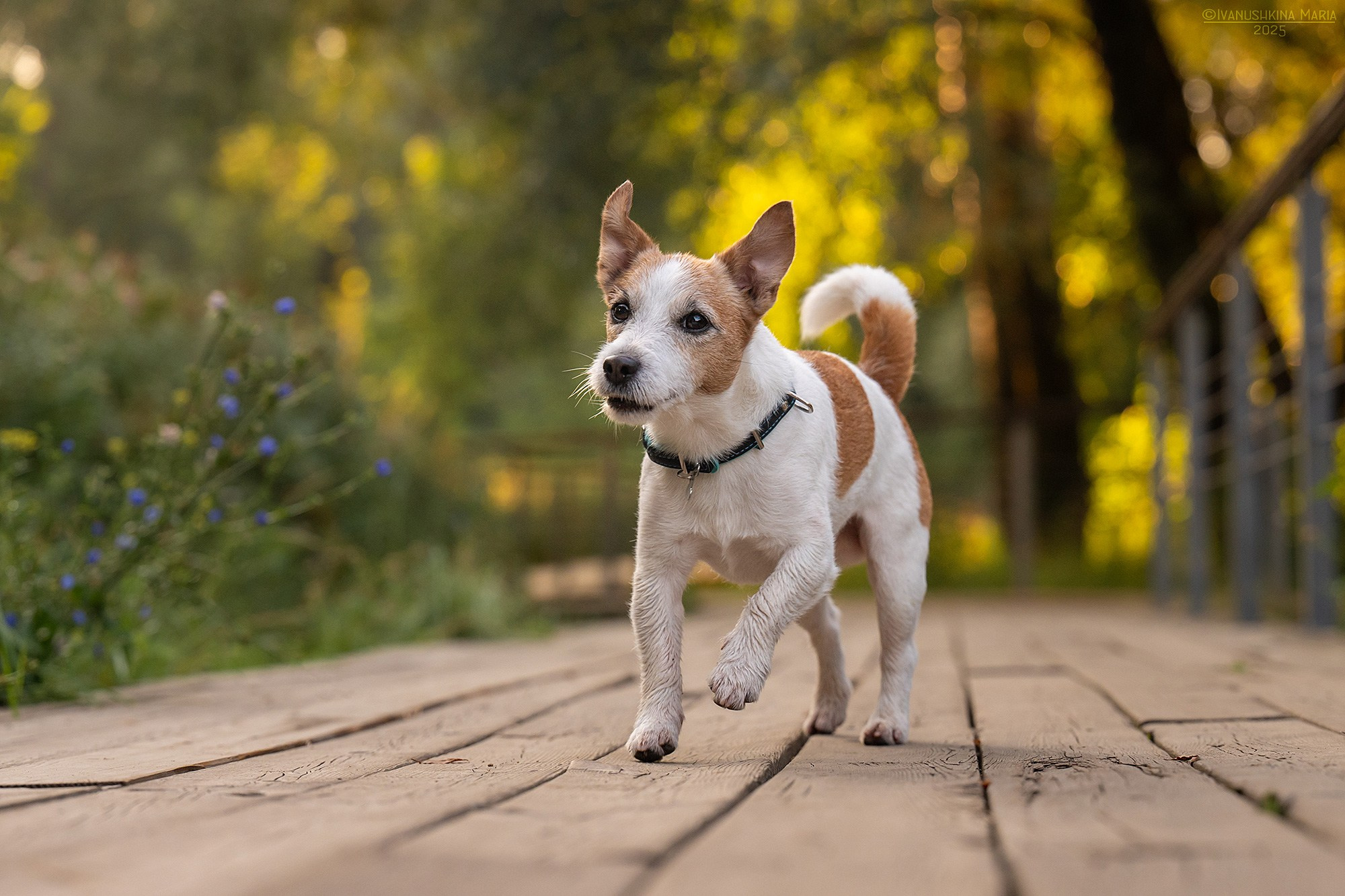 Фотограф-анималист. Фотограф собак в Москве и Московской области Иванушкина Мария