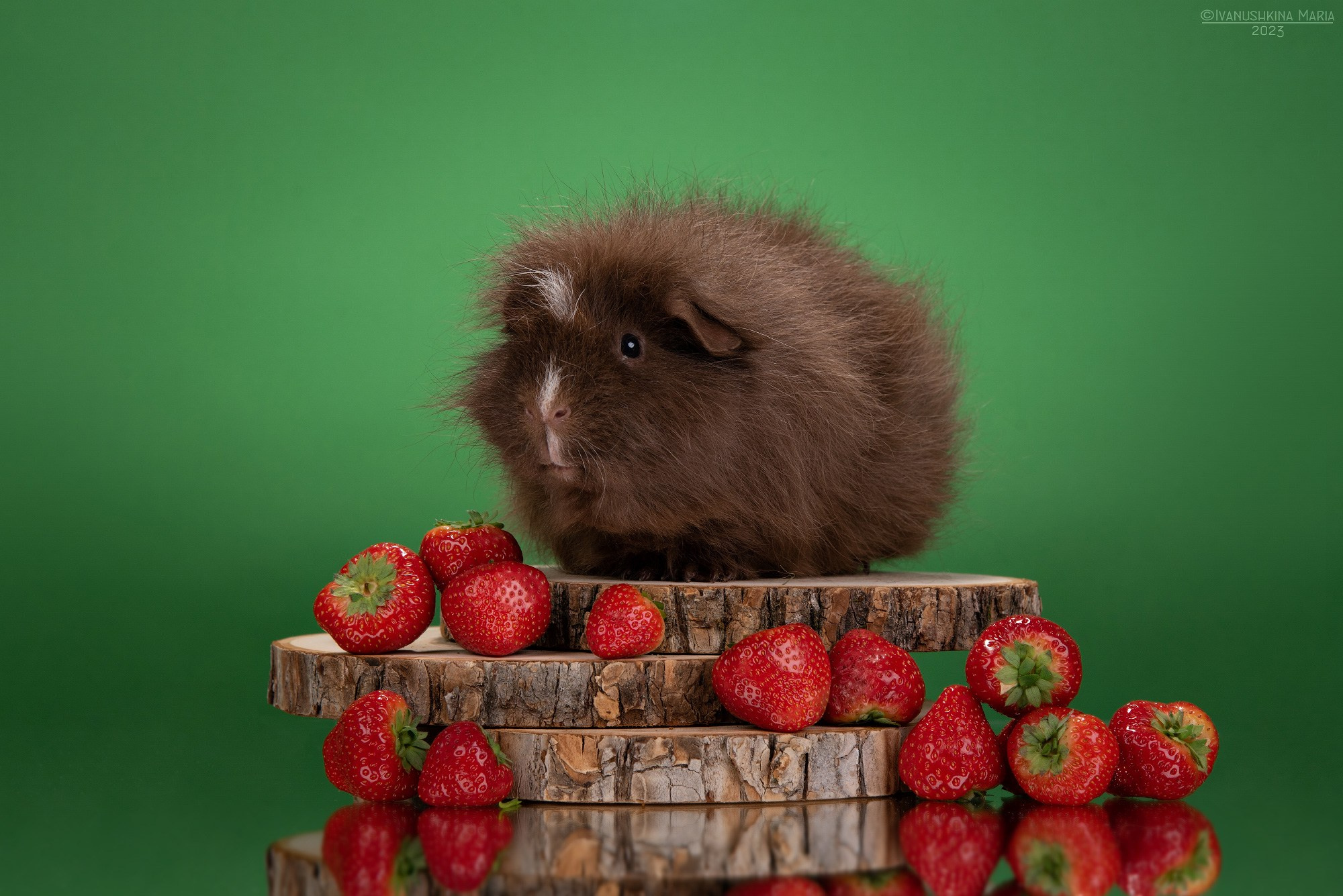 Фотосессии экзотических животных в студии. Фотограф собак в Москве и Московской области Иванушкина Мария