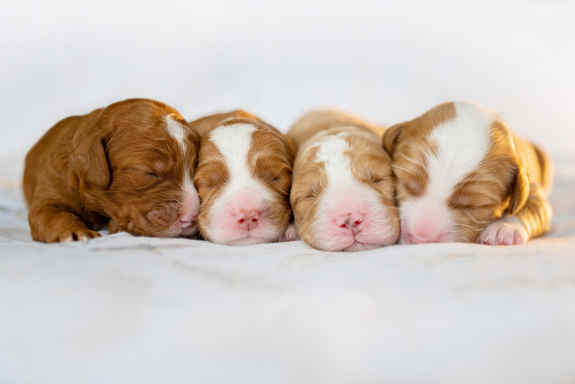 Ньюборн фотосессия щенков. Фотограф собак в Москве и Московской области Иванушкина Мария