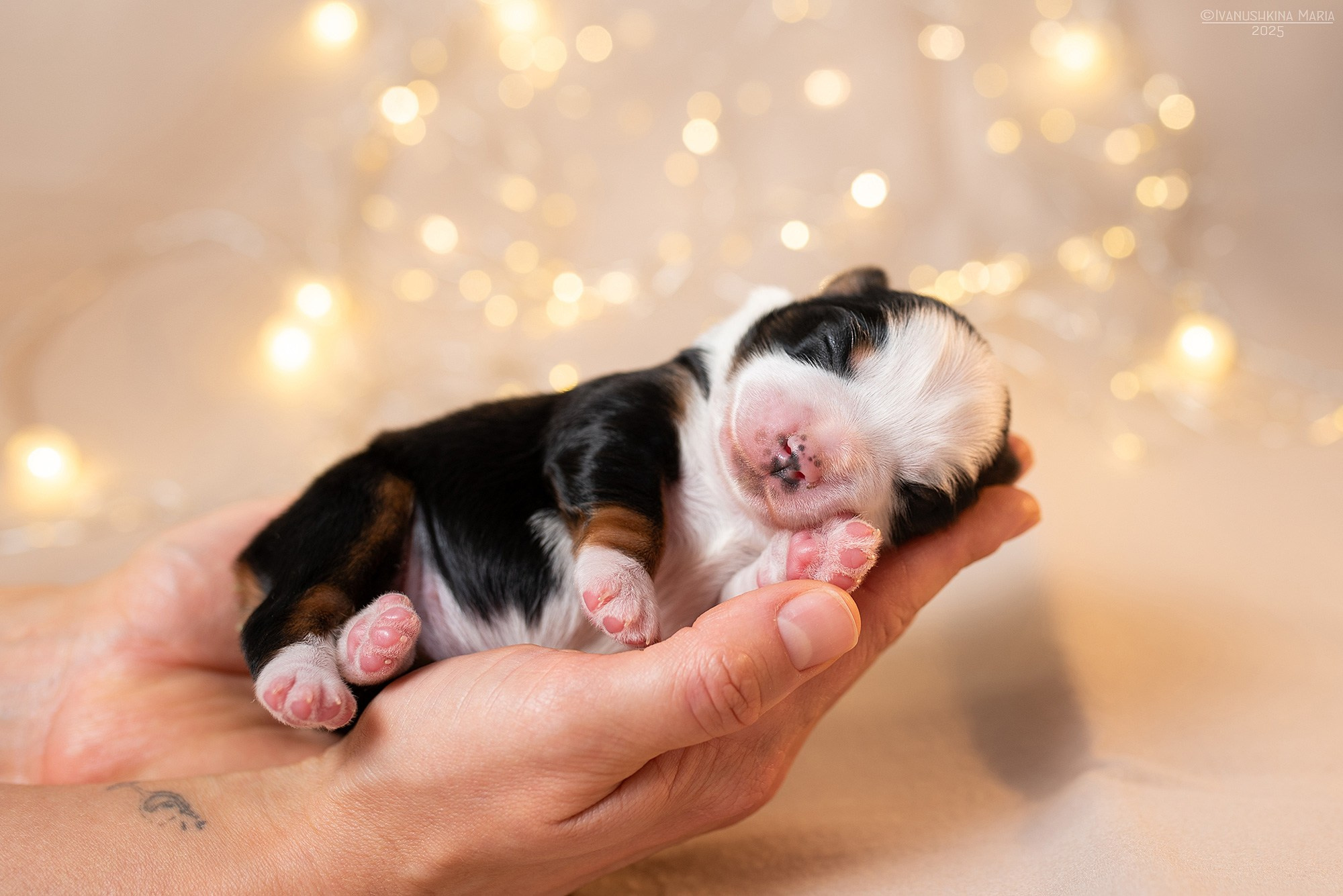 Ньюборн фотосессия щенков. Фотограф собак в Москве и Московской области Иванушкина Мария