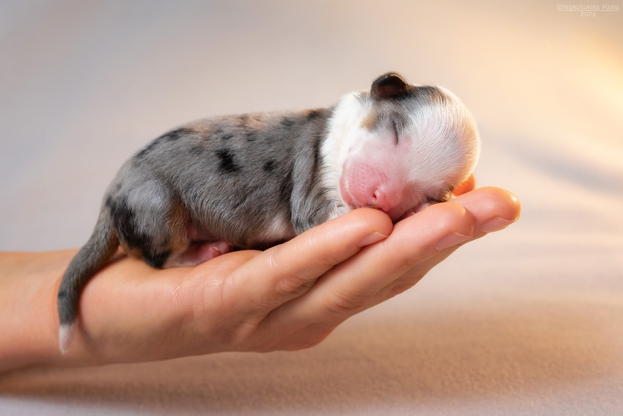 Ньюборн фотосессия щенков. Фотограф собак в Москве и Московской области Иванушкина Мария