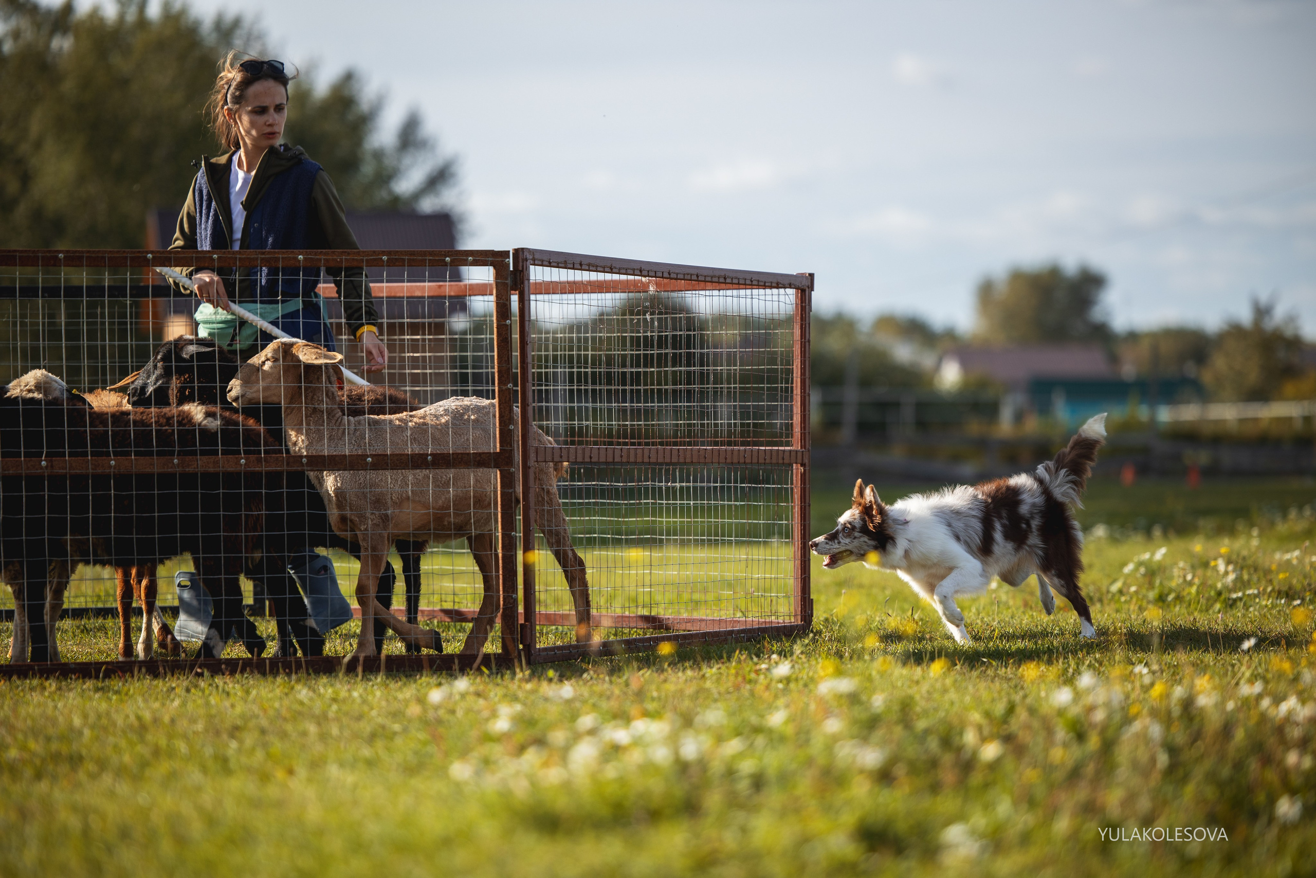Пастуший интенсив, сентябрь 2024. YULA KOLESOVA | Фотограф — Анималист | Художник | Тюмень