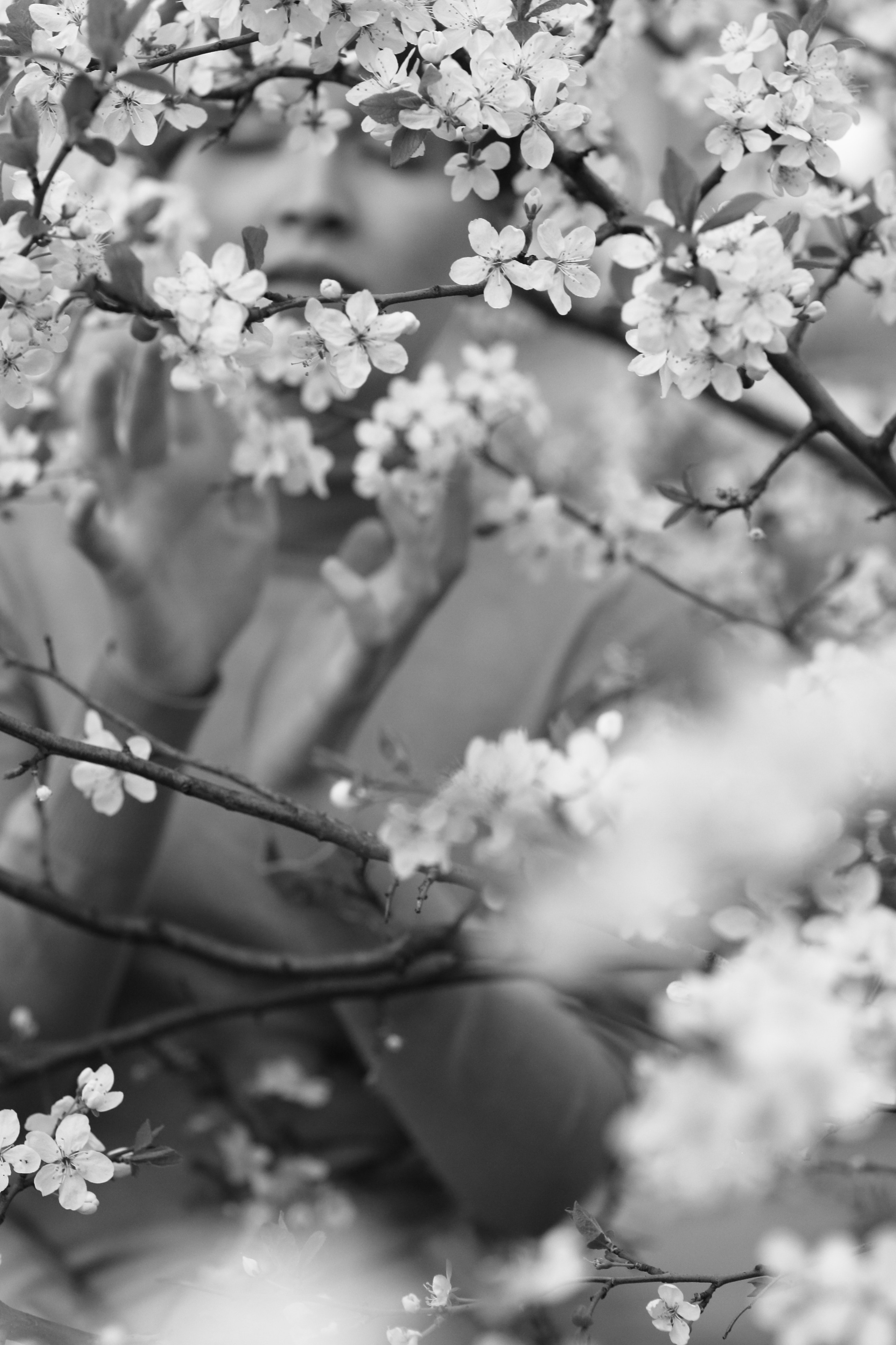 Девушка в цветущей сливе. Свадебный и репортажный фотограф в Ярославле и Санкт-Петербурге Роман Микрюков