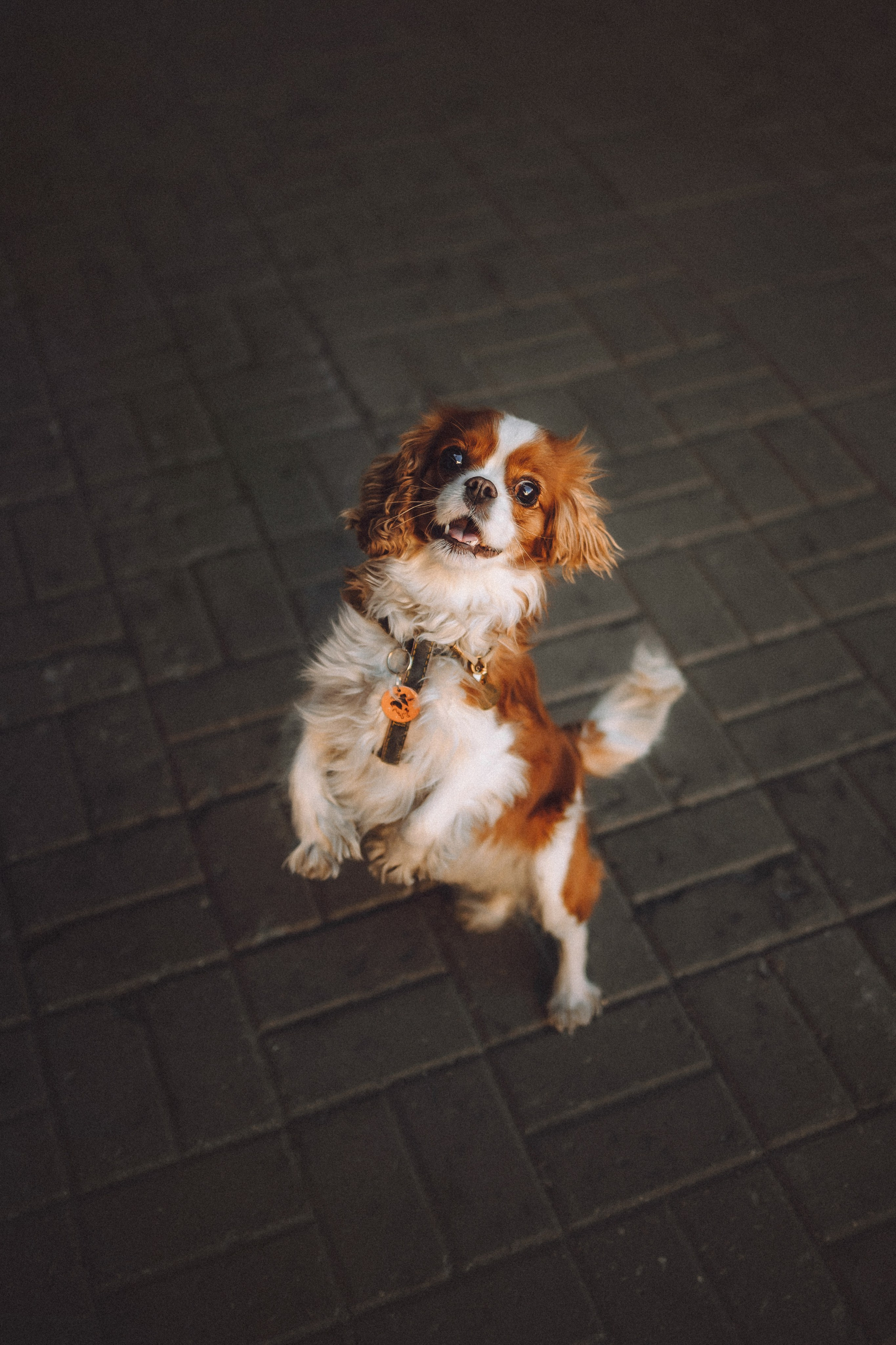 Ириска и ее семья