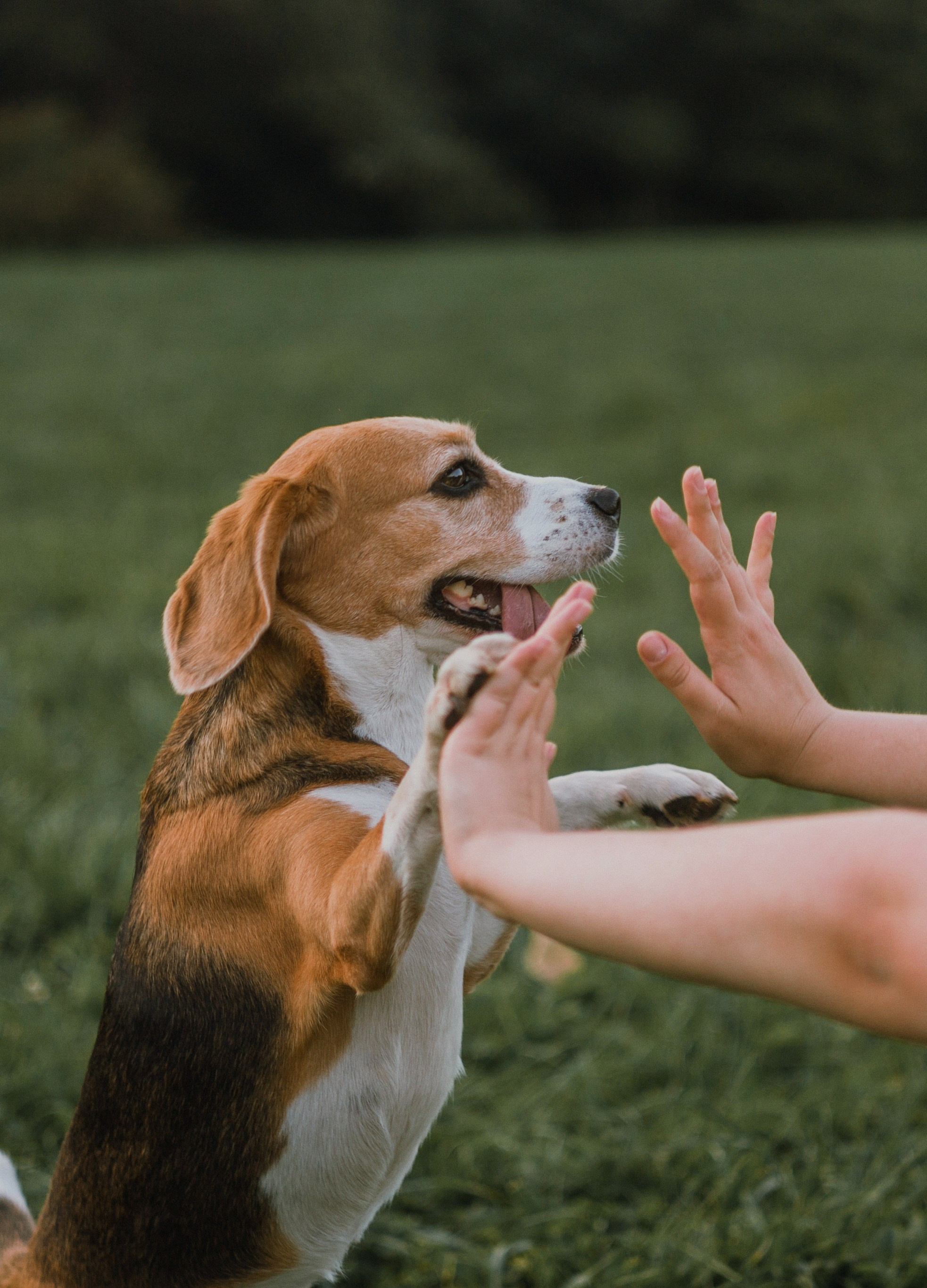 Лиза и Сара. Фотограф-анималист Богданова Полина