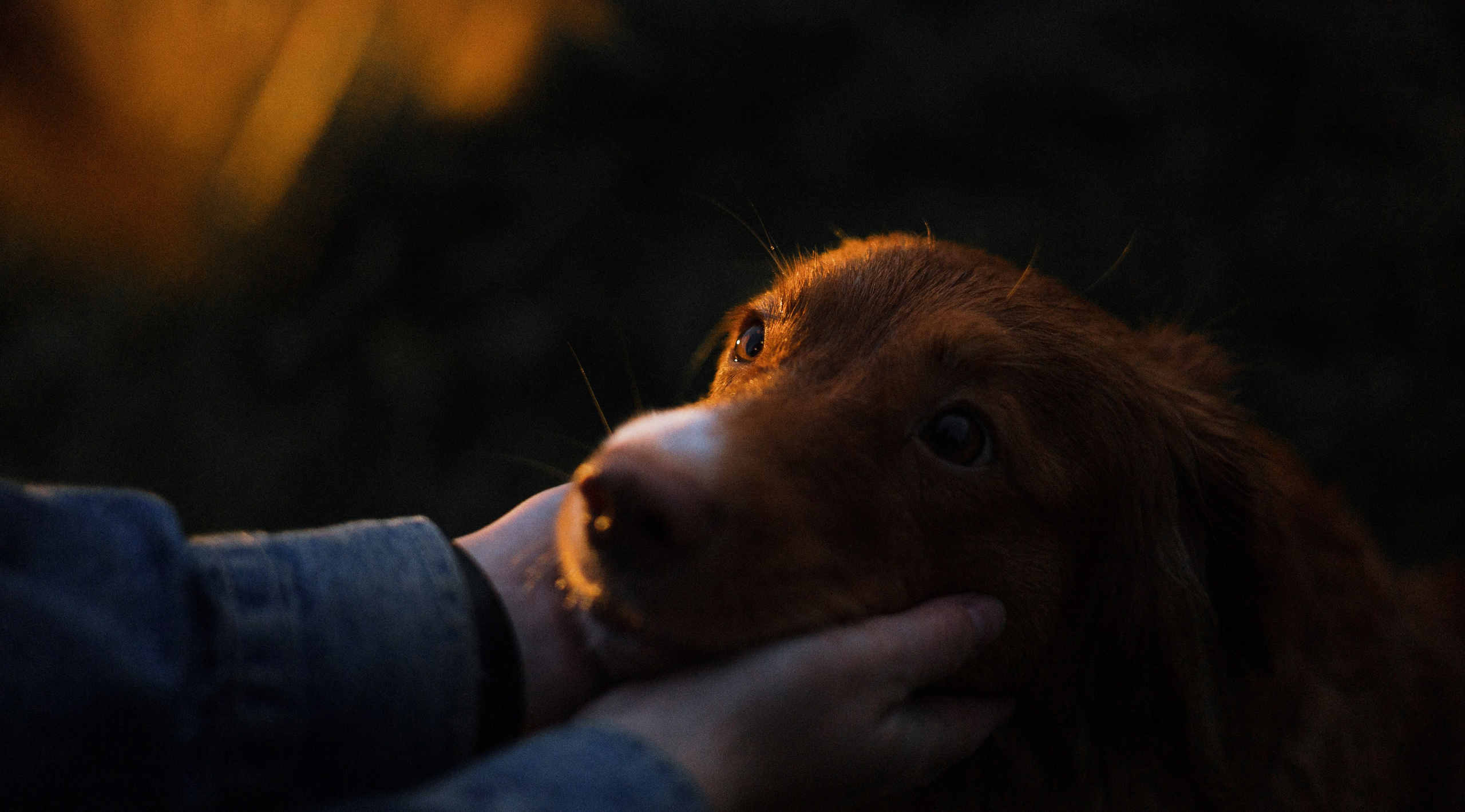 Ксюша и Мэди. Фотограф-анималист Богданова Полина