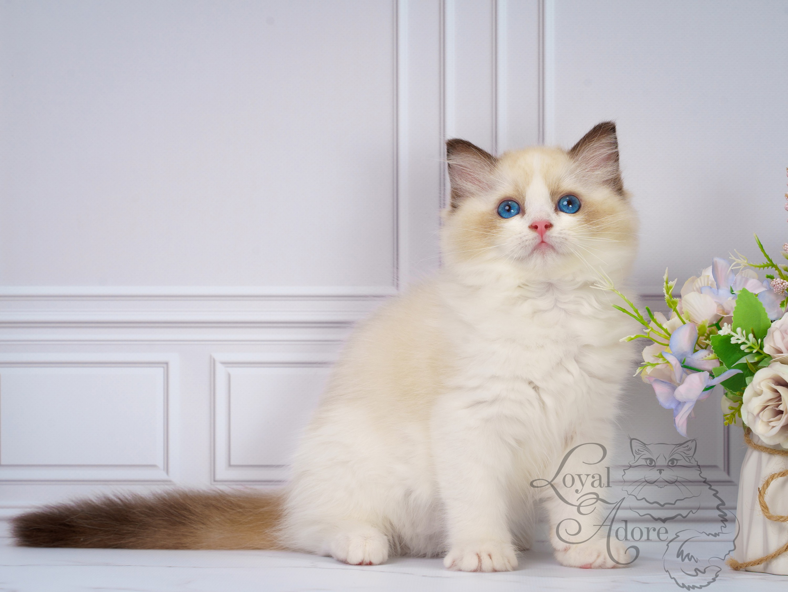 Котята рэгдолл от Loyal Adore. Питомник рэгдолл Loyal Adore