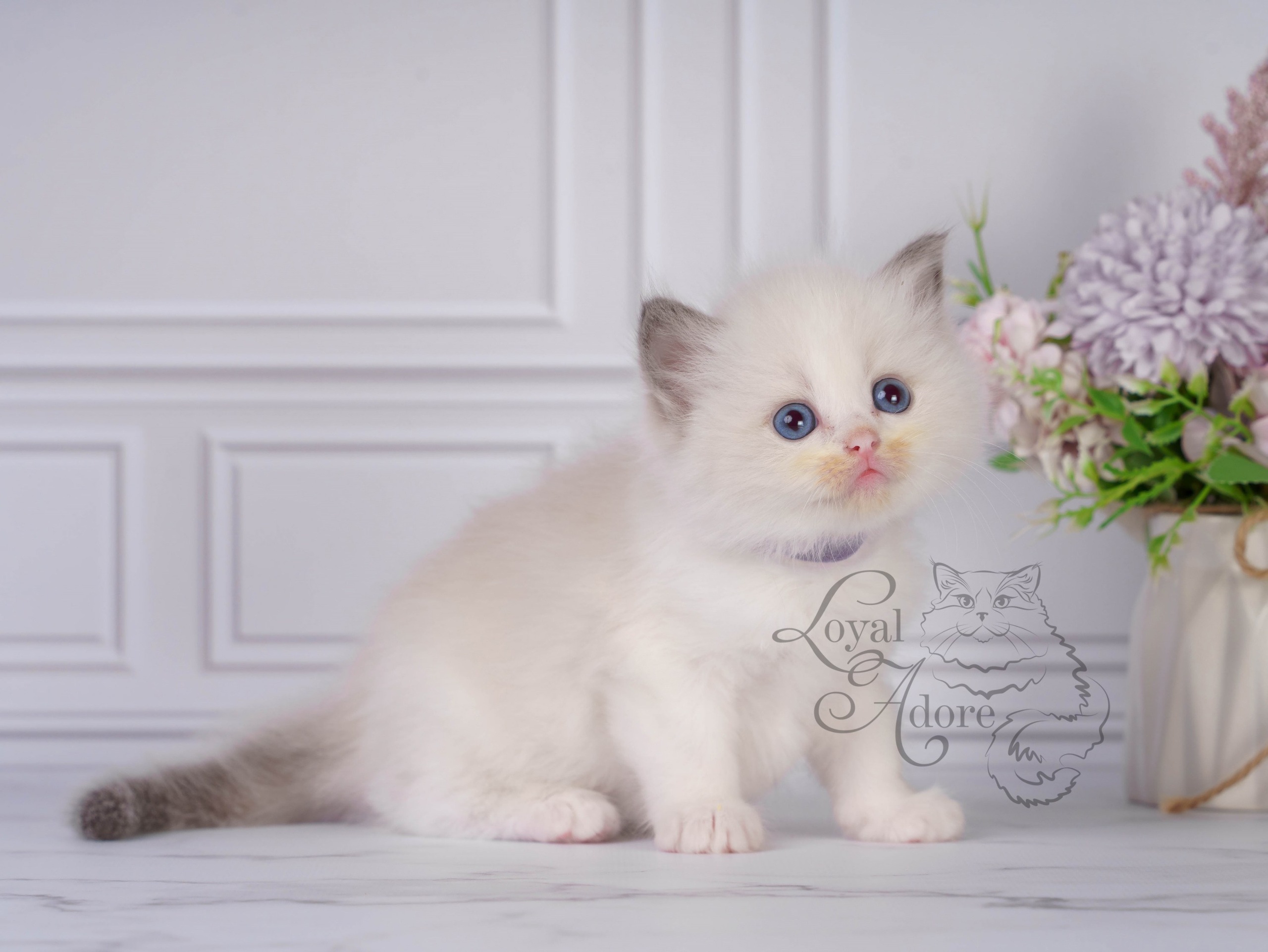 Котята рэгдолл от Loyal Adore. Питомник рэгдолл Loyal Adore