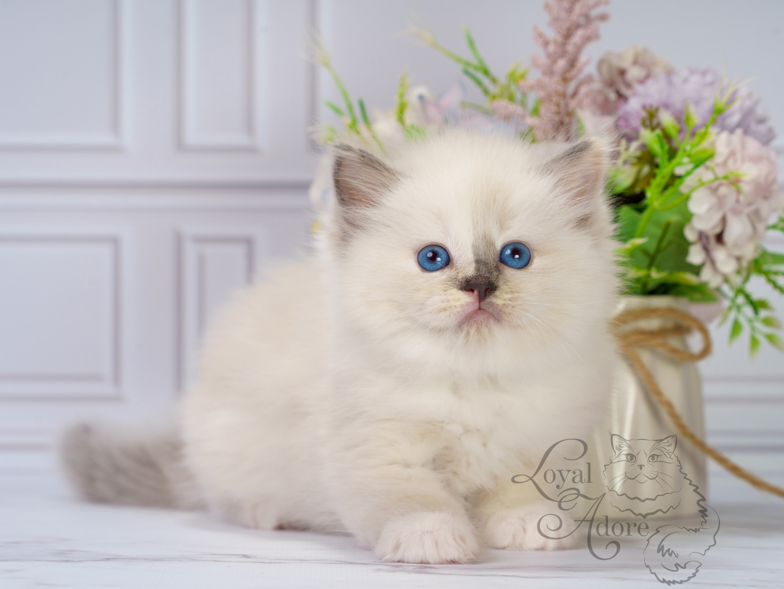 Котята рэгдолл от Loyal Adore. Питомник рэгдолл Loyal Adore