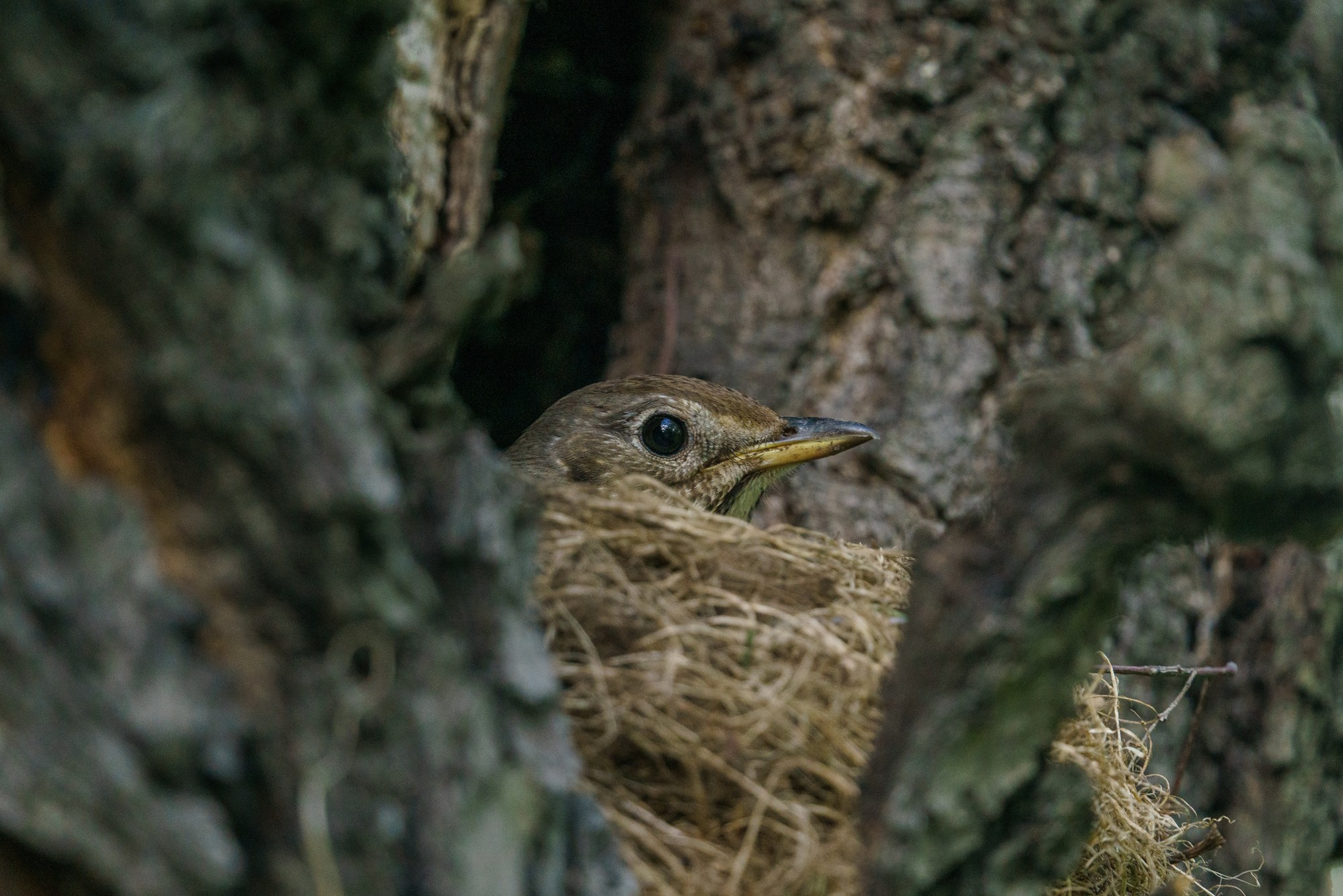 Удивительные мир птиц. Вокруг нас столько прекрасного — присмотритесь!. Ваш личный фотограф Марина Волкова