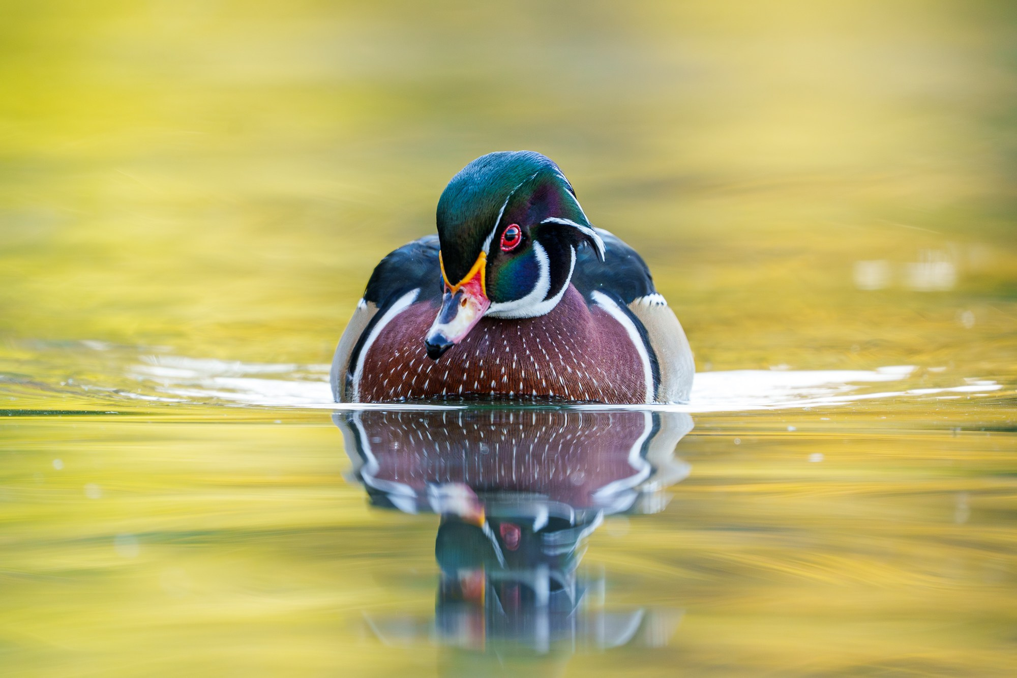 Удивительные мир птиц. Вокруг нас столько прекрасного — присмотритесь!. Ваш личный фотограф Марина Волкова