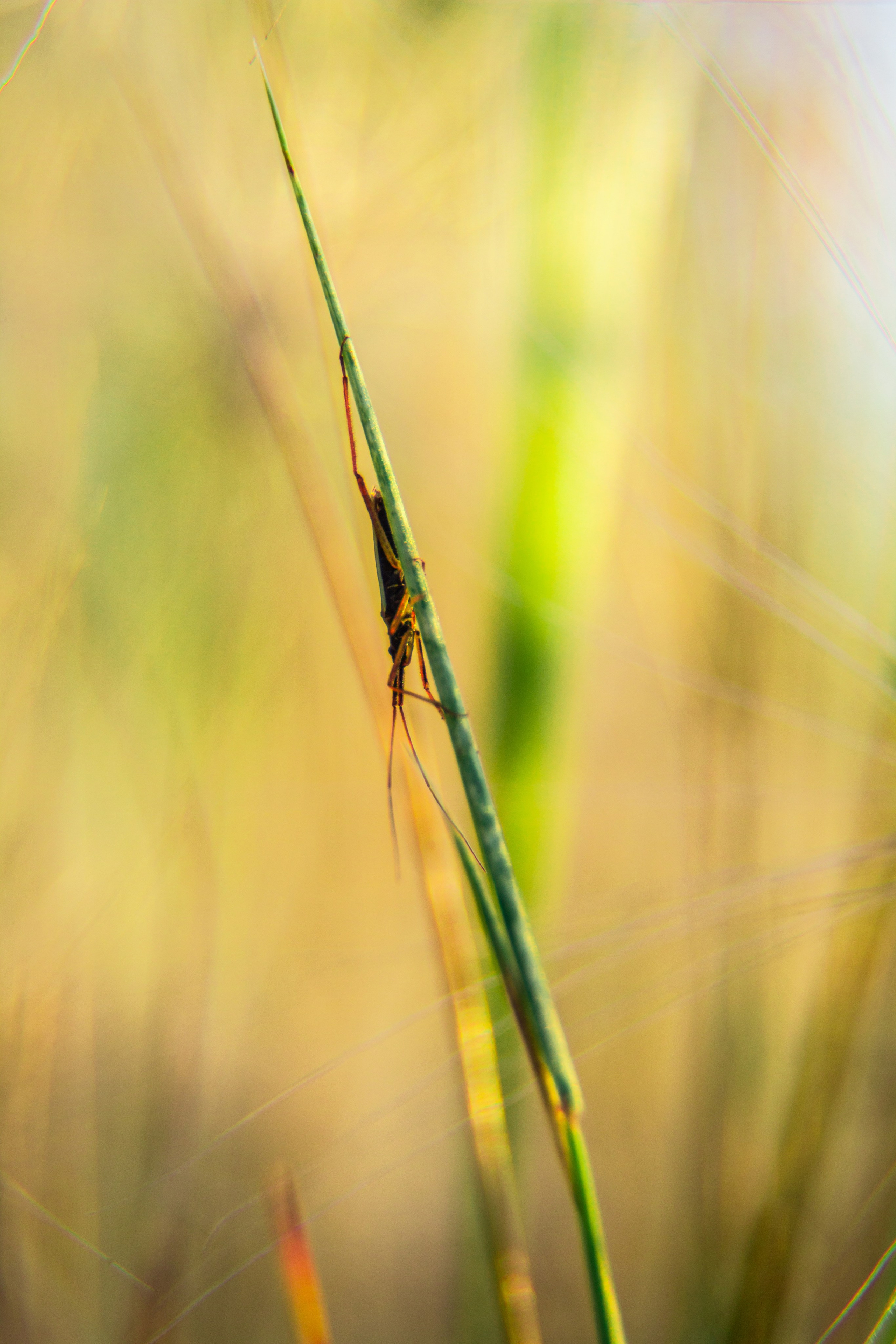 ЦВЕТНЫЕ ФОТОГРАФИИ. Никита Аничкин фото и видео оператор из России