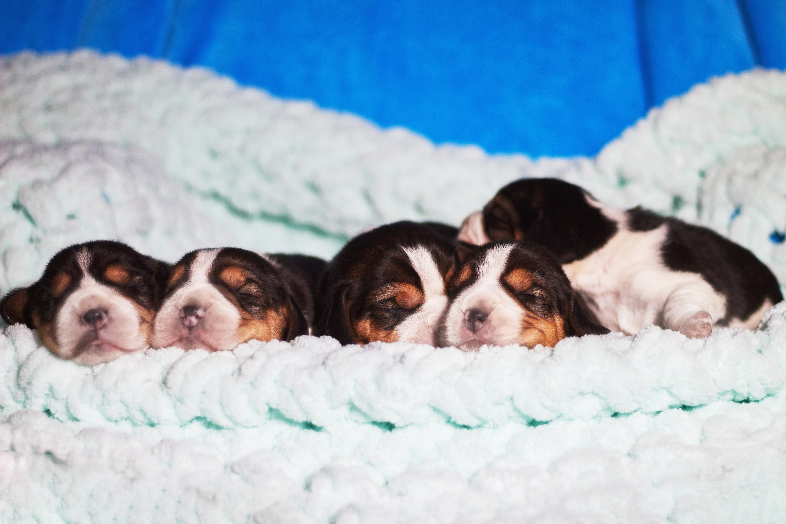 Фотосессия щенков от 7-и дней в стиле ньюборн. Фотограф анималист — Тула, Москва