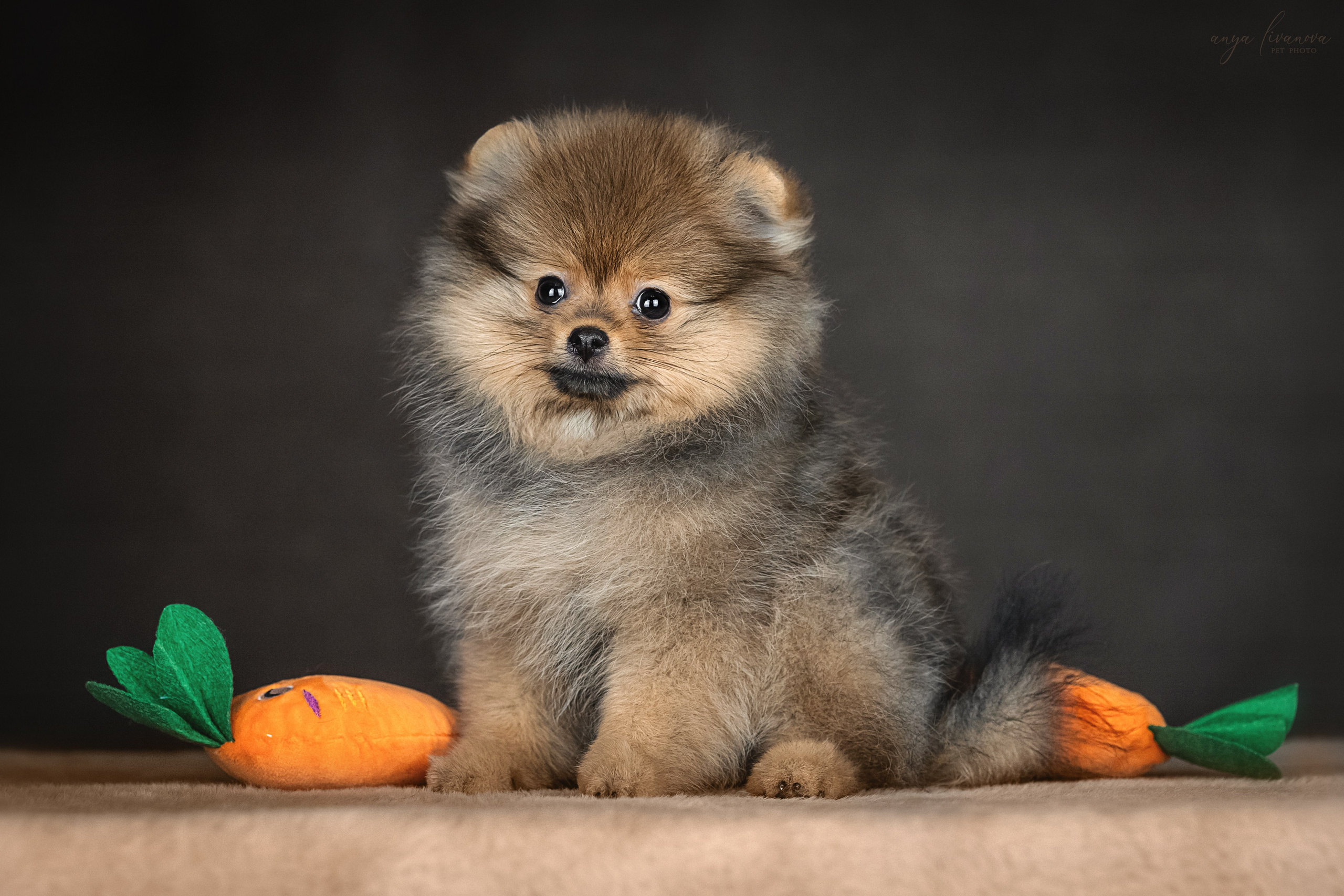 Шпицулики. Фотограф анималист Аня Ливанова | Рыбинск