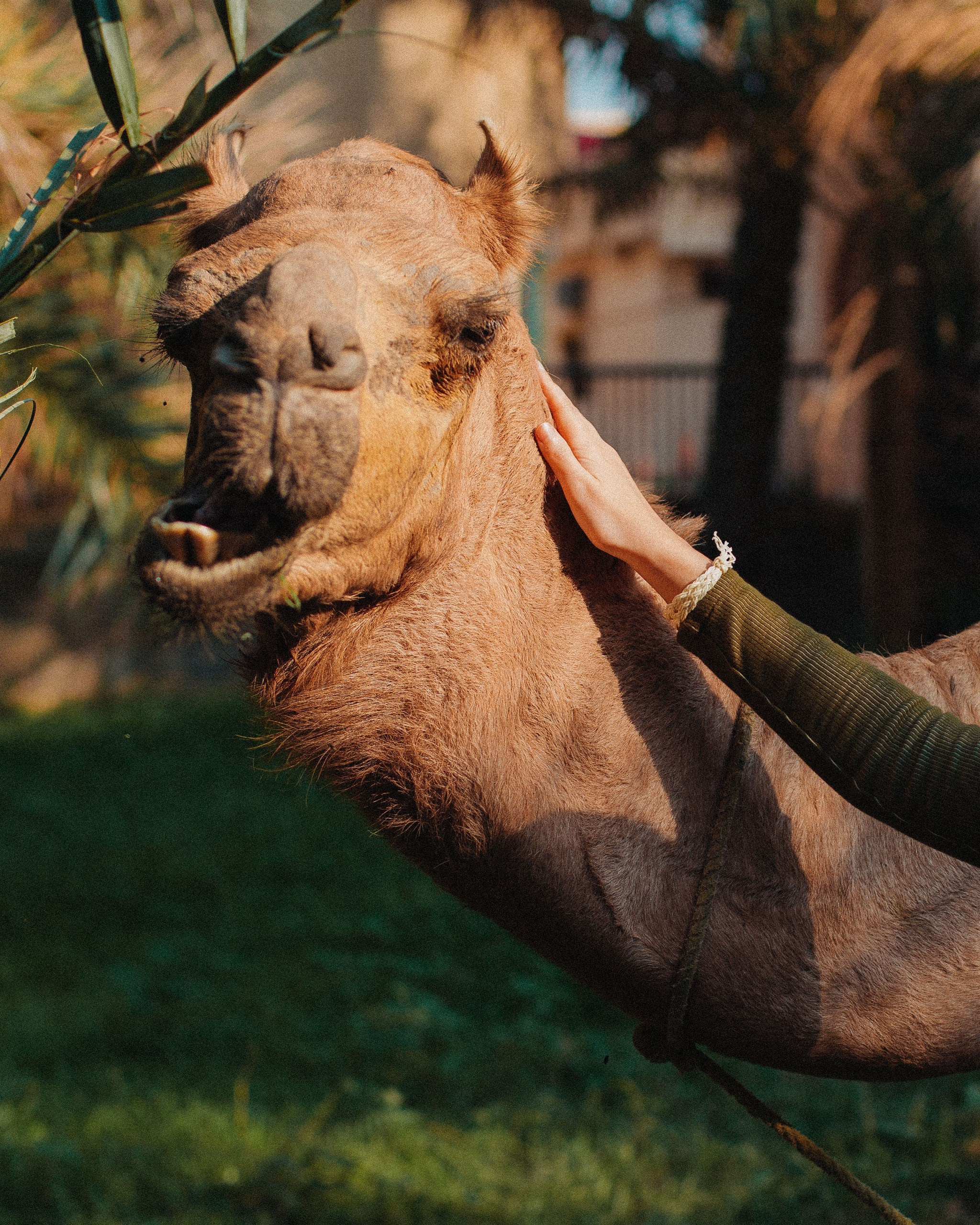 Оман. Сyber Genesis. Главная